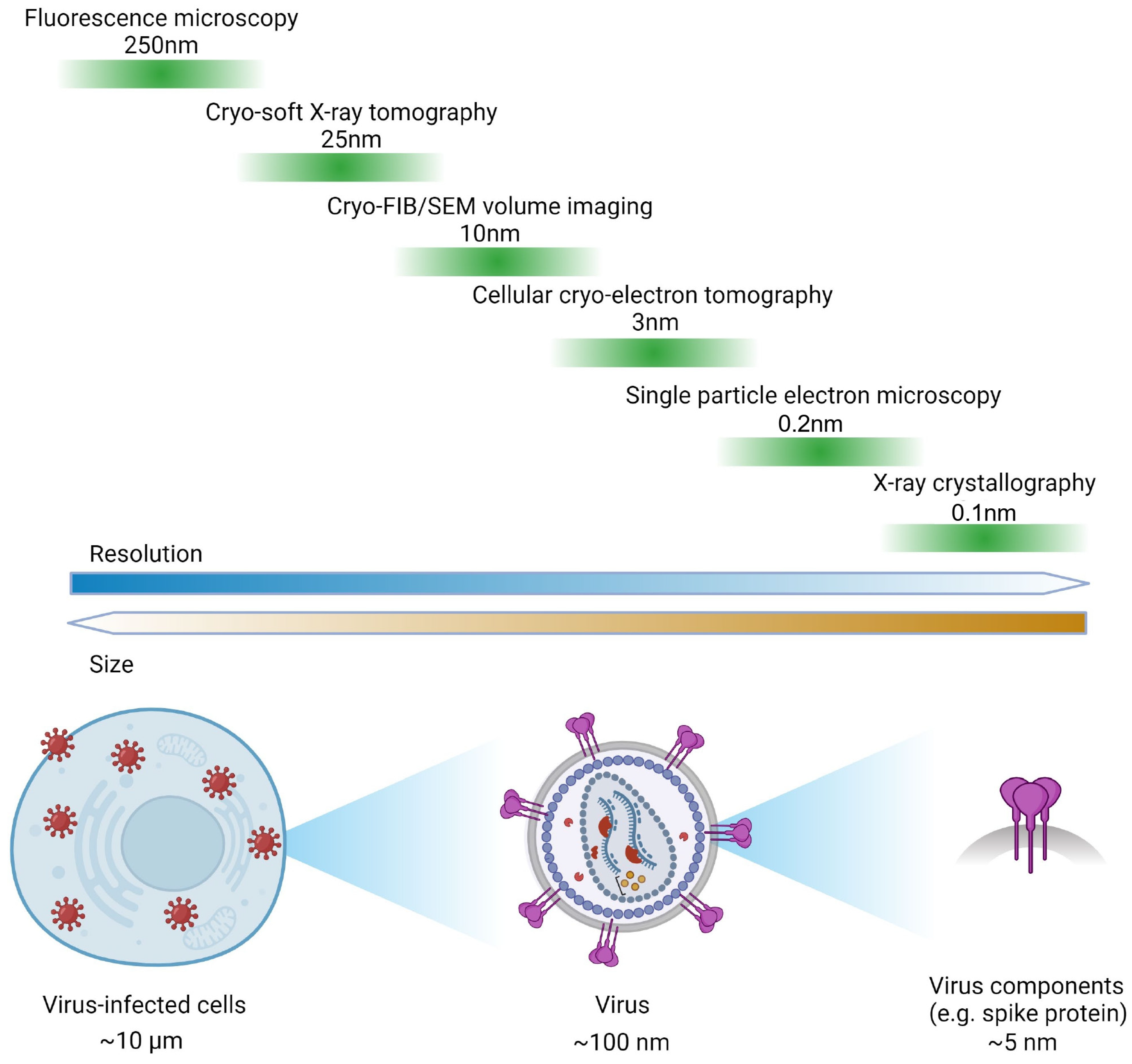 Viruses 16 01504 g001