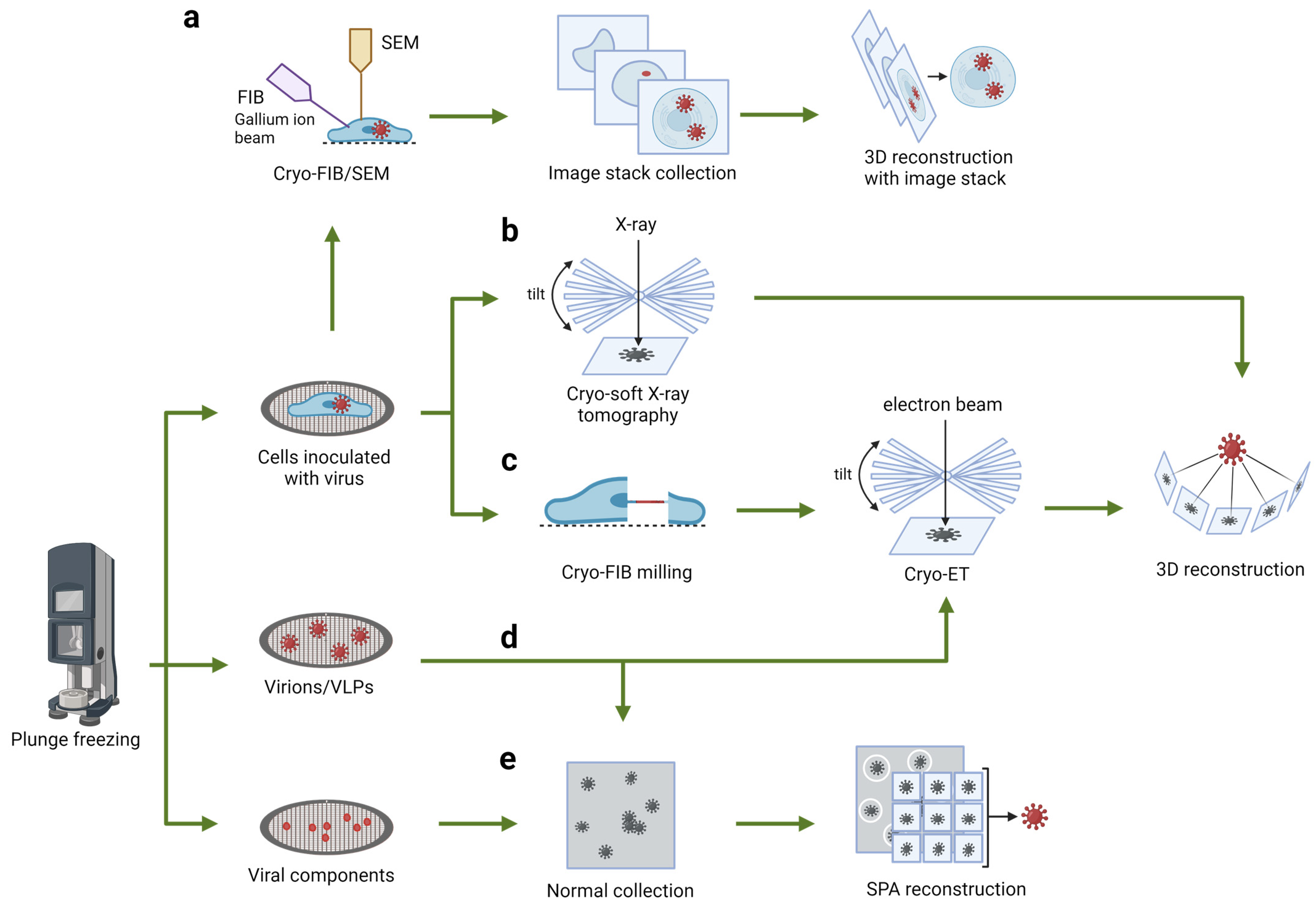 Viruses 16 01504 g002