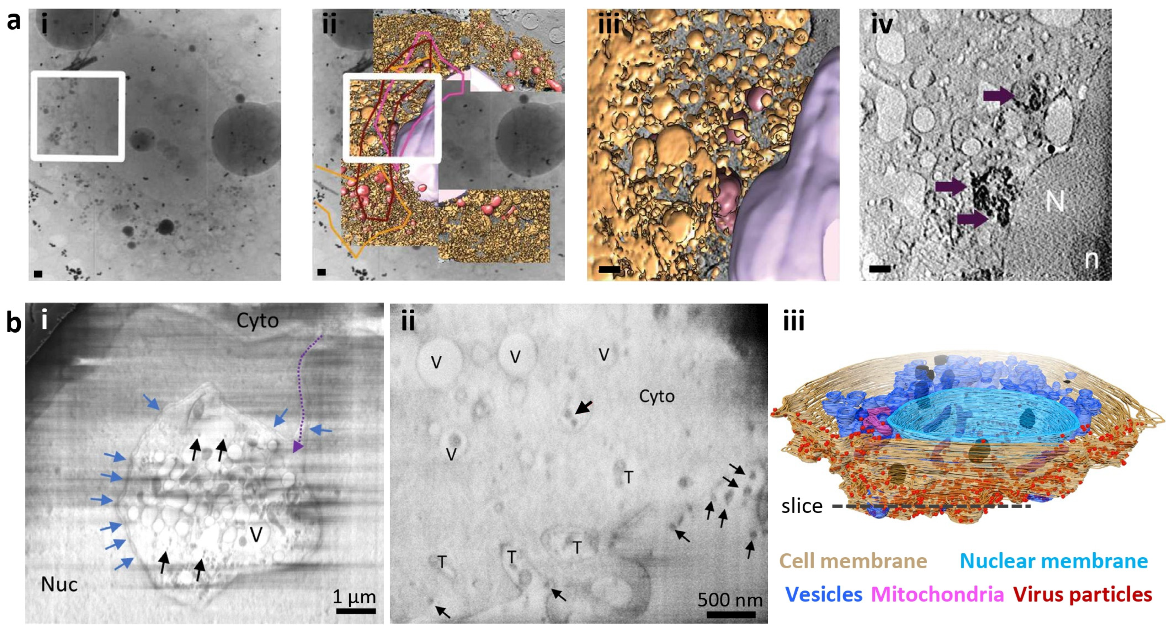Viruses 16 01504 g003