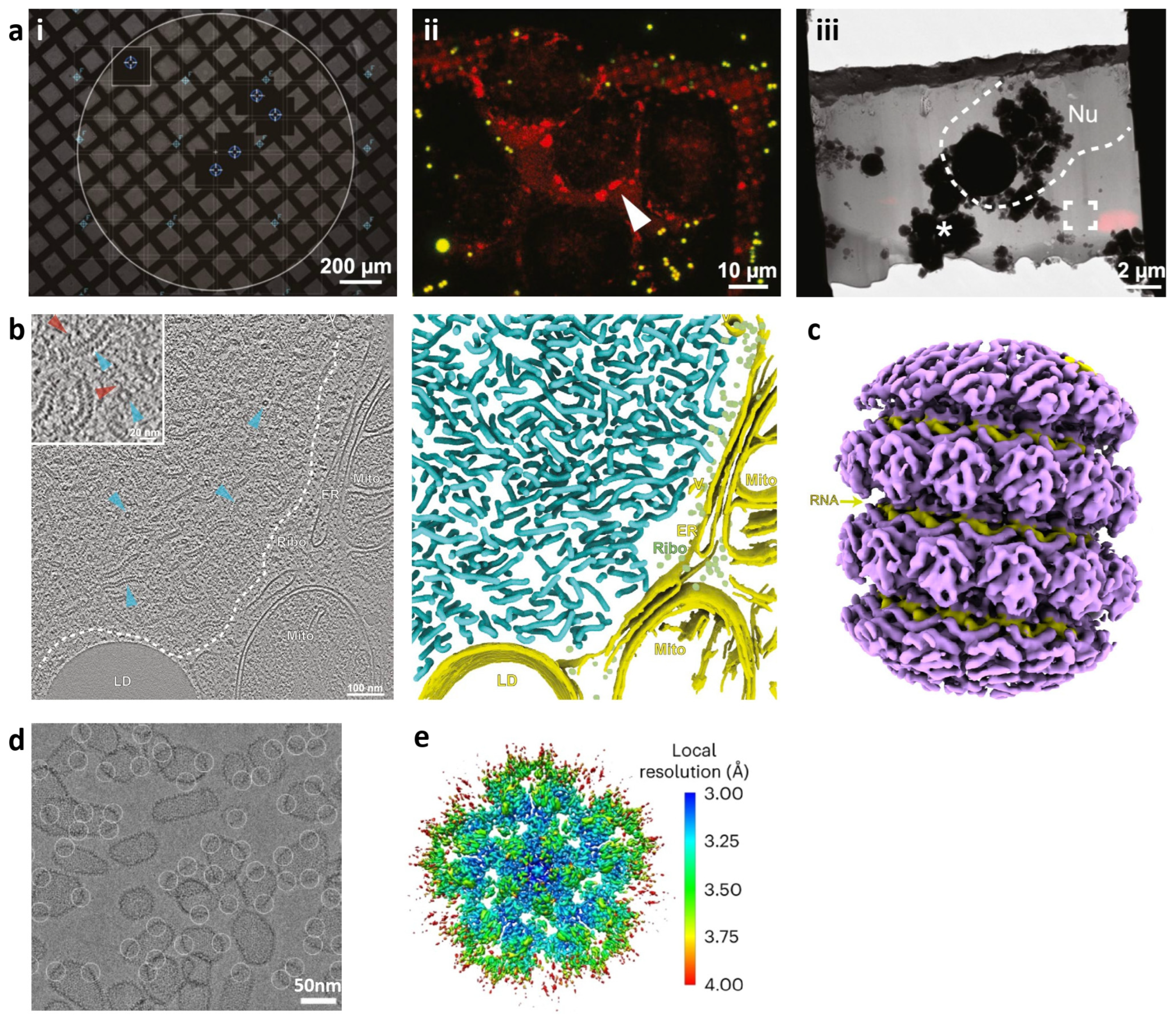 Viruses 16 01504 g004