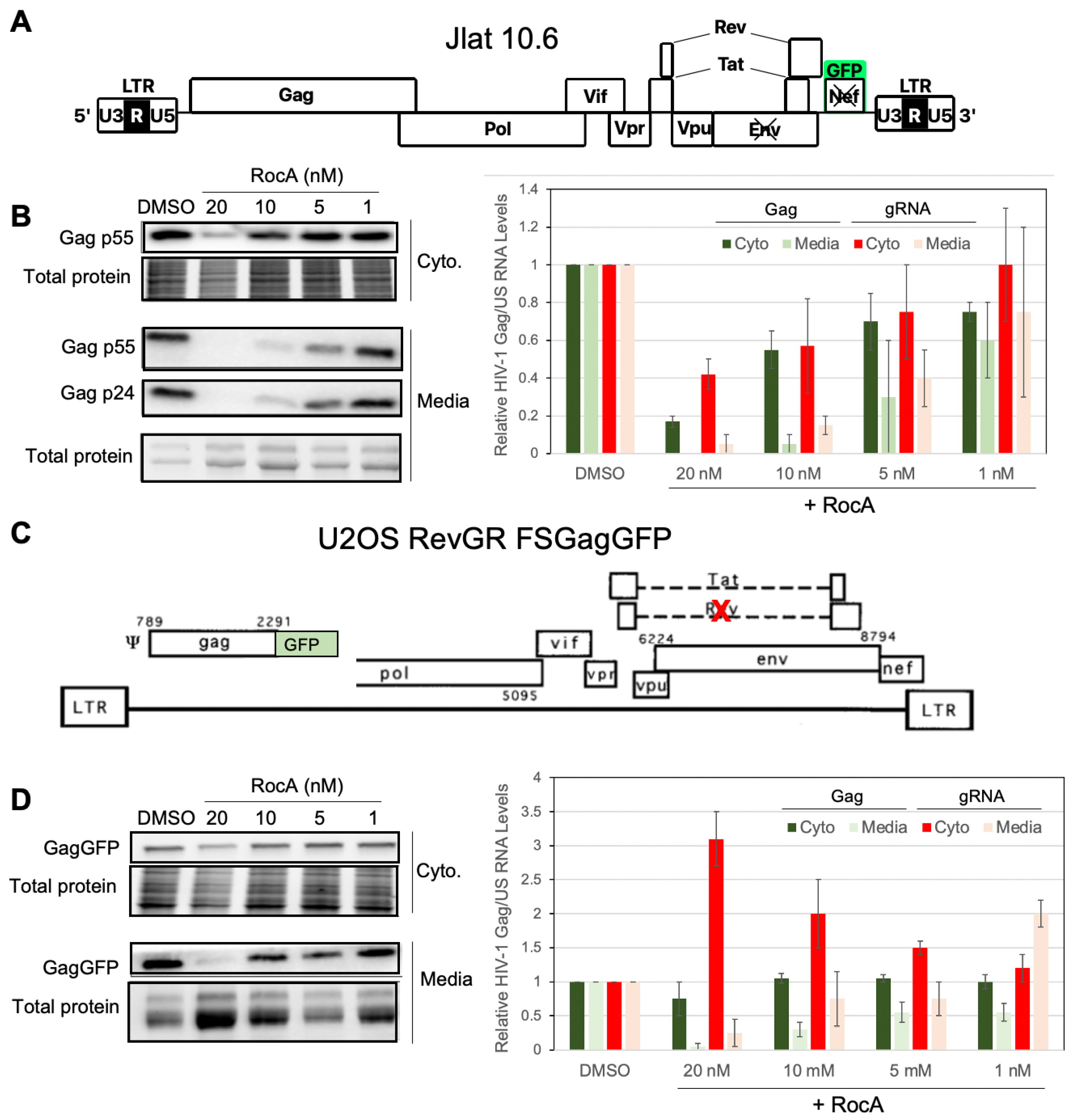 Viruses 16 01506 g003