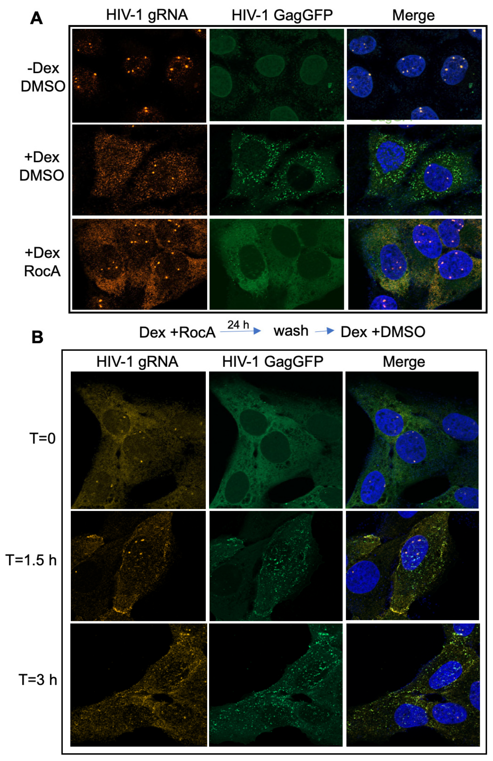 Viruses 16 01506 g005