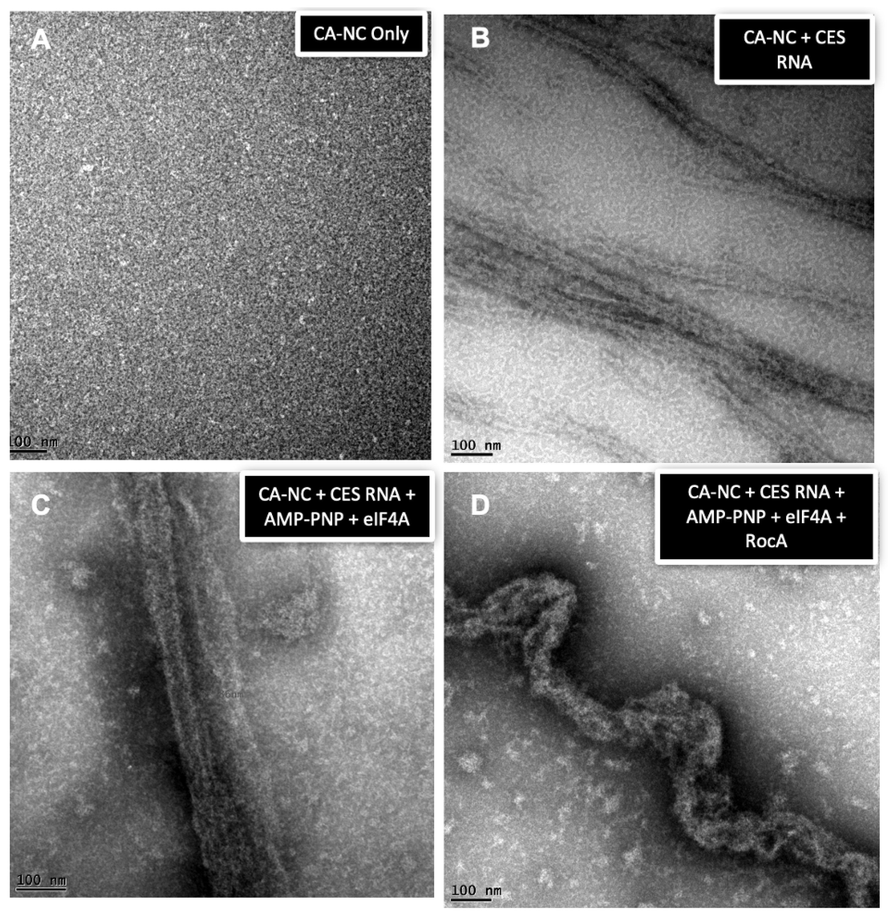 Viruses 16 01506 g008