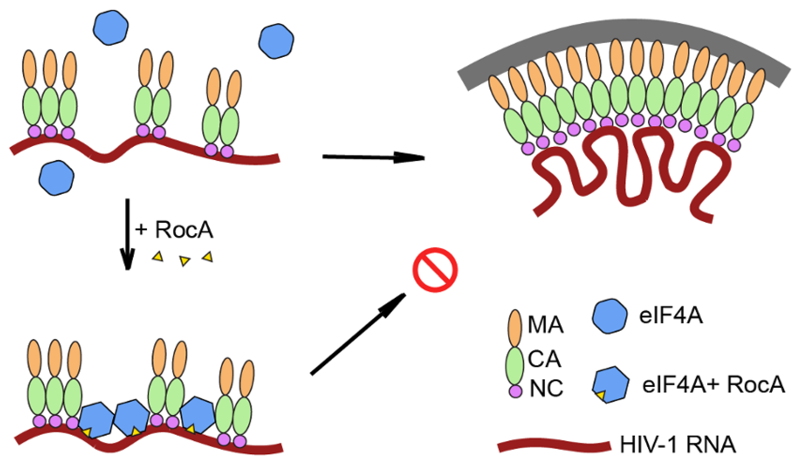 Viruses 16 01506 g009
