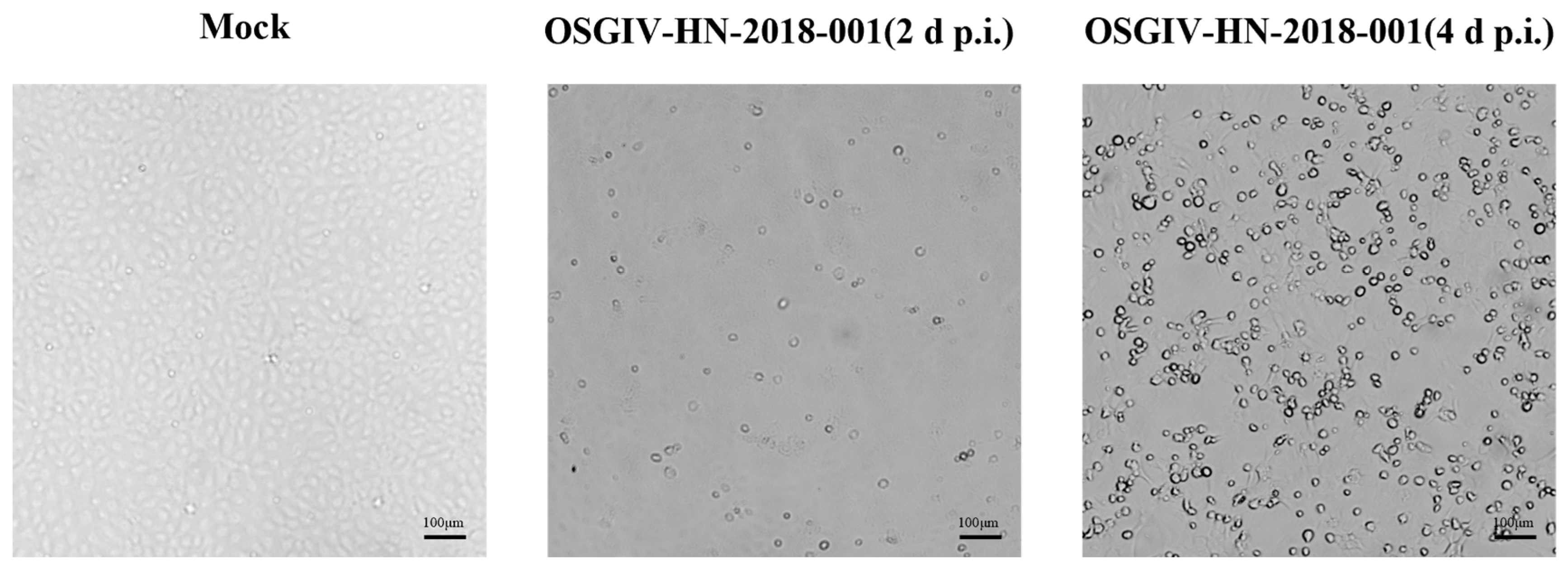 Viruses 16 01513 g001