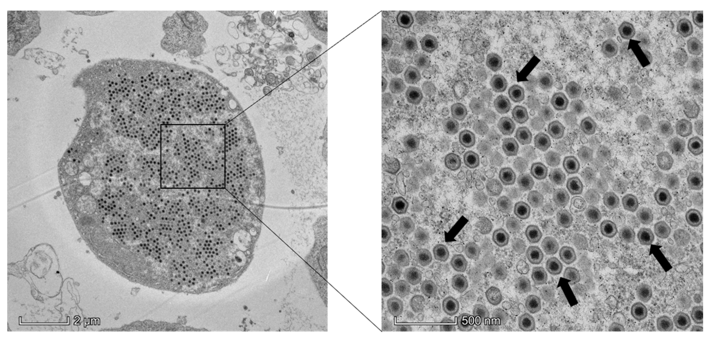 Viruses 16 01513 g002
