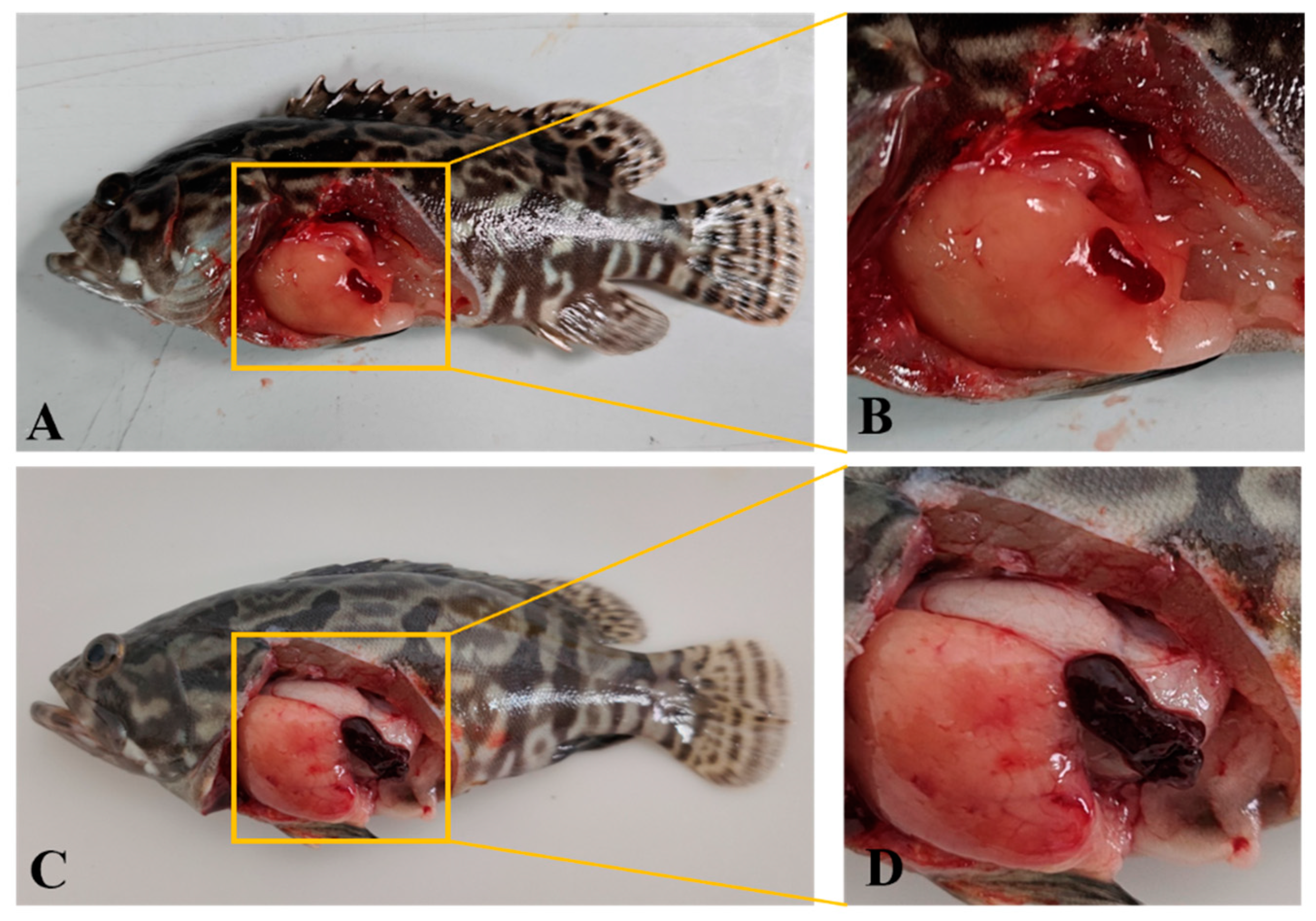 Viruses 16 01513 g007