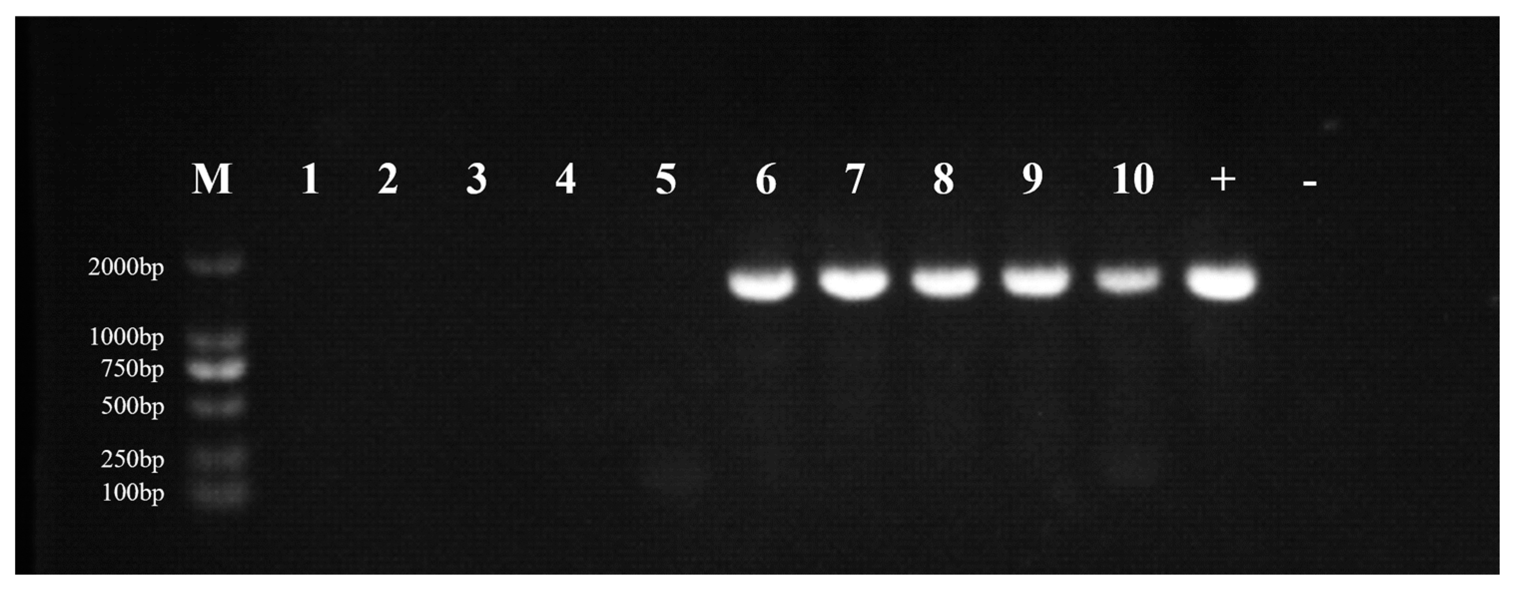 Viruses 16 01513 g008