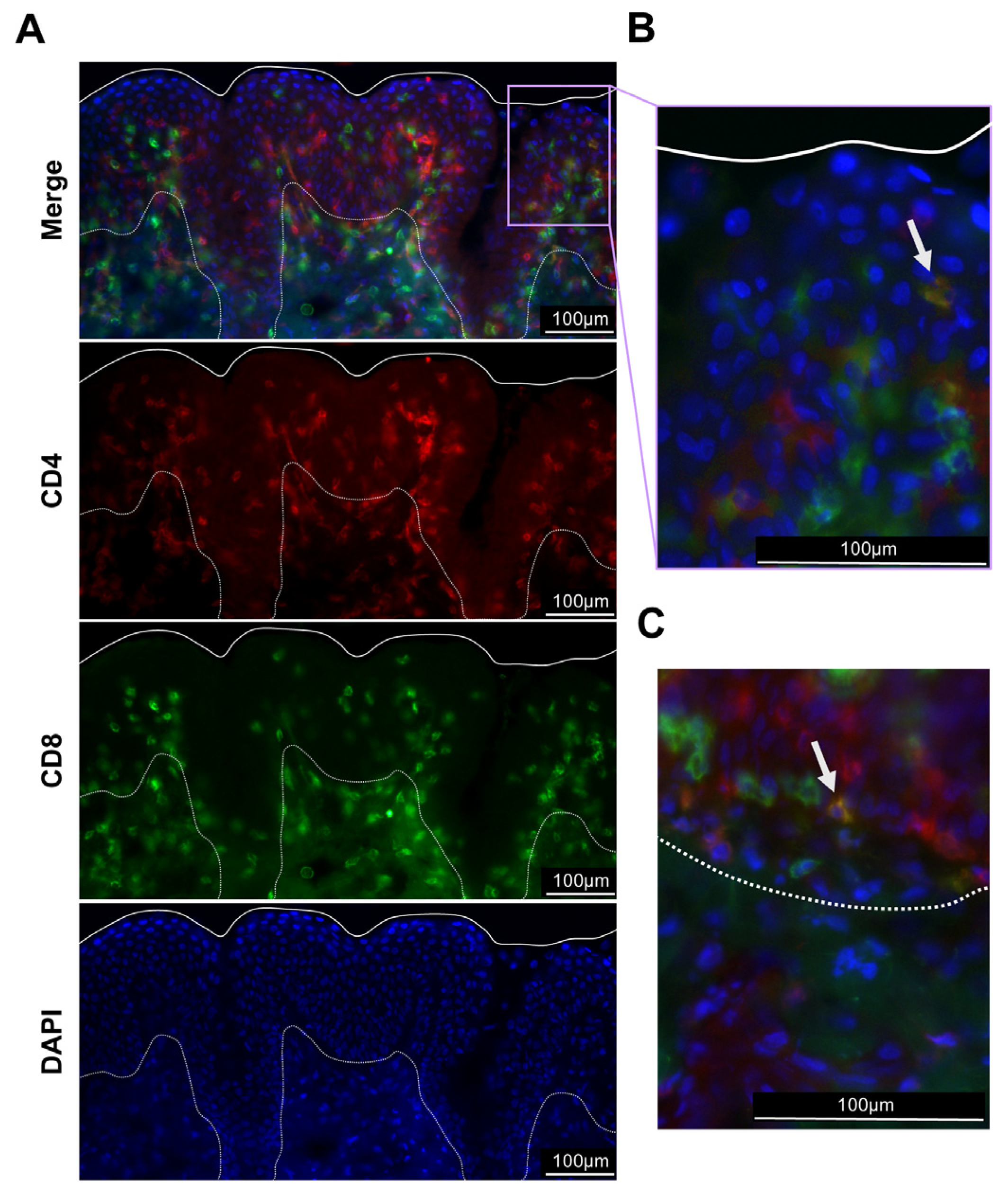 Viruses 16 01514 g003