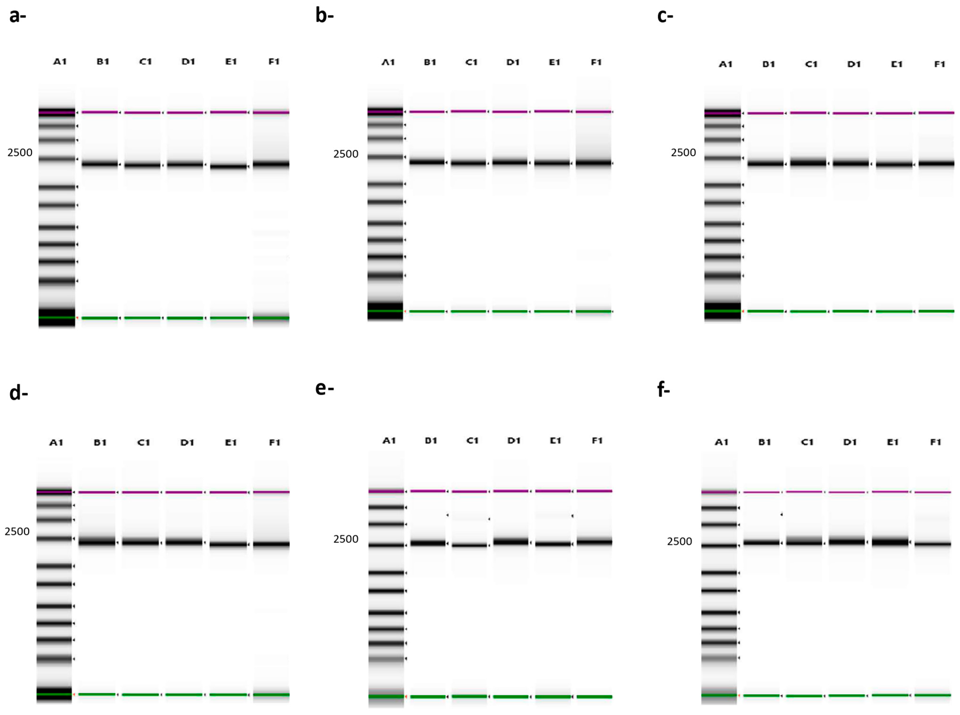 Viruses 16 01522 g003