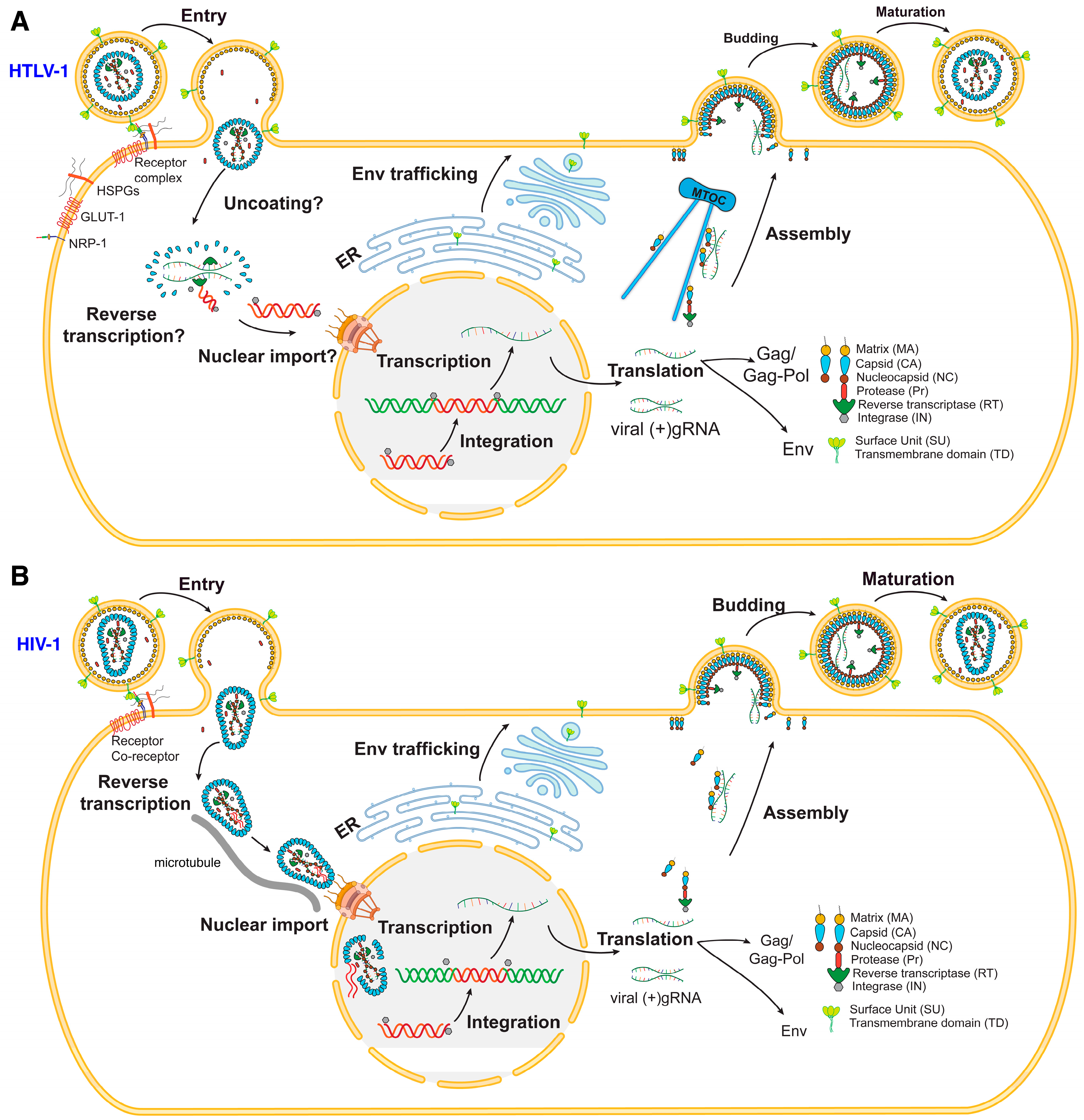 Viruses 16 01528 g001