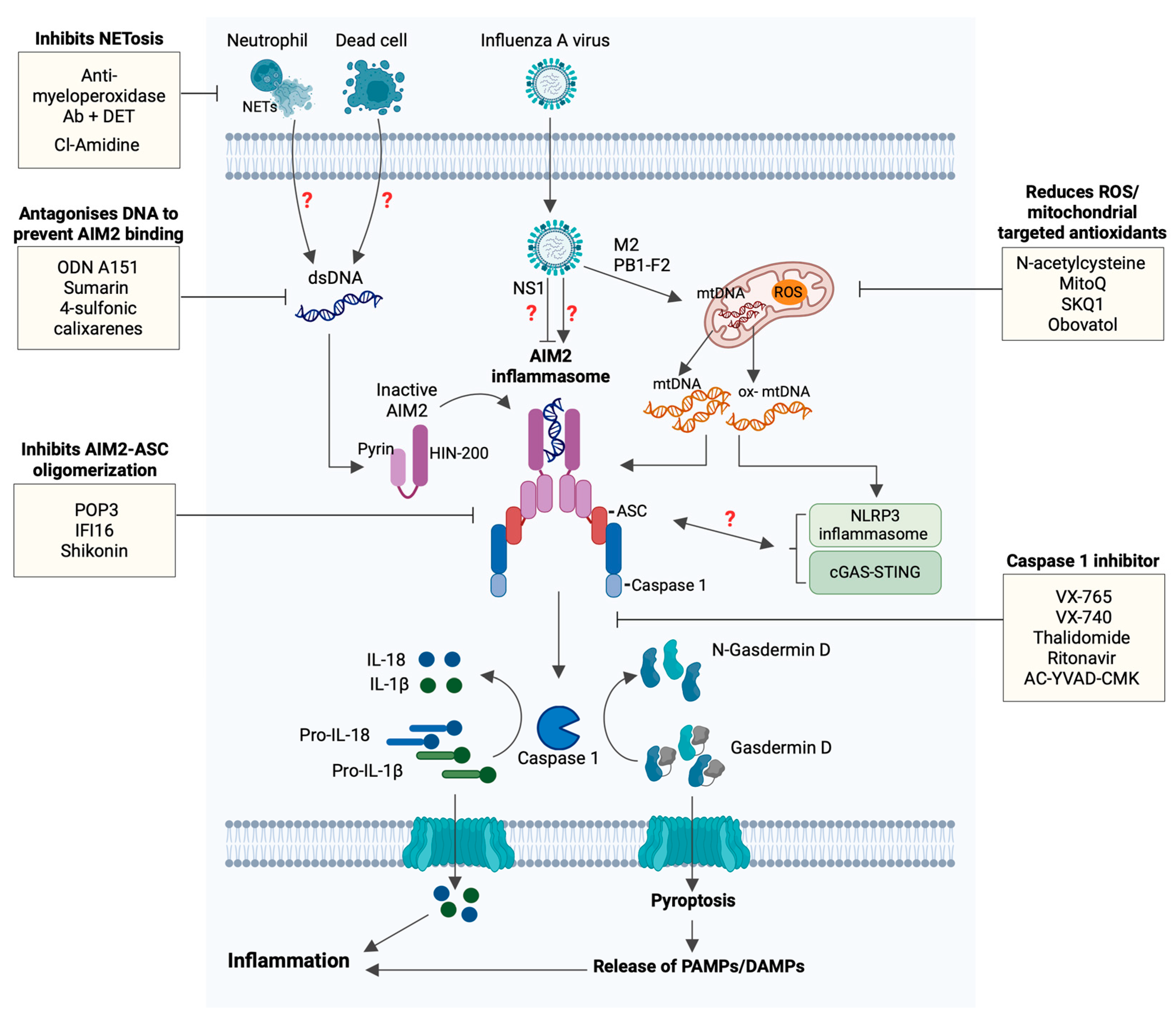 Viruses 16 01535 g002