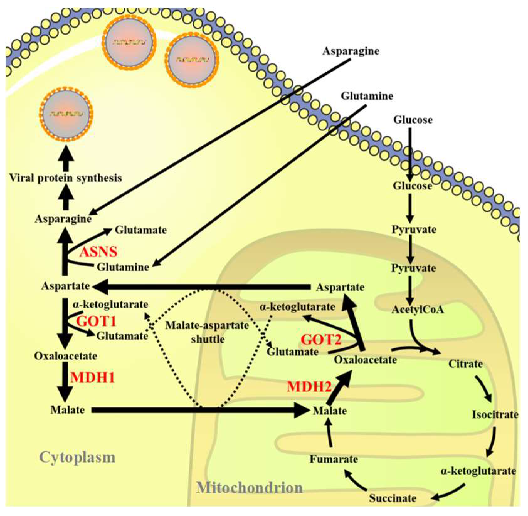 Viruses 16 01540 sch001