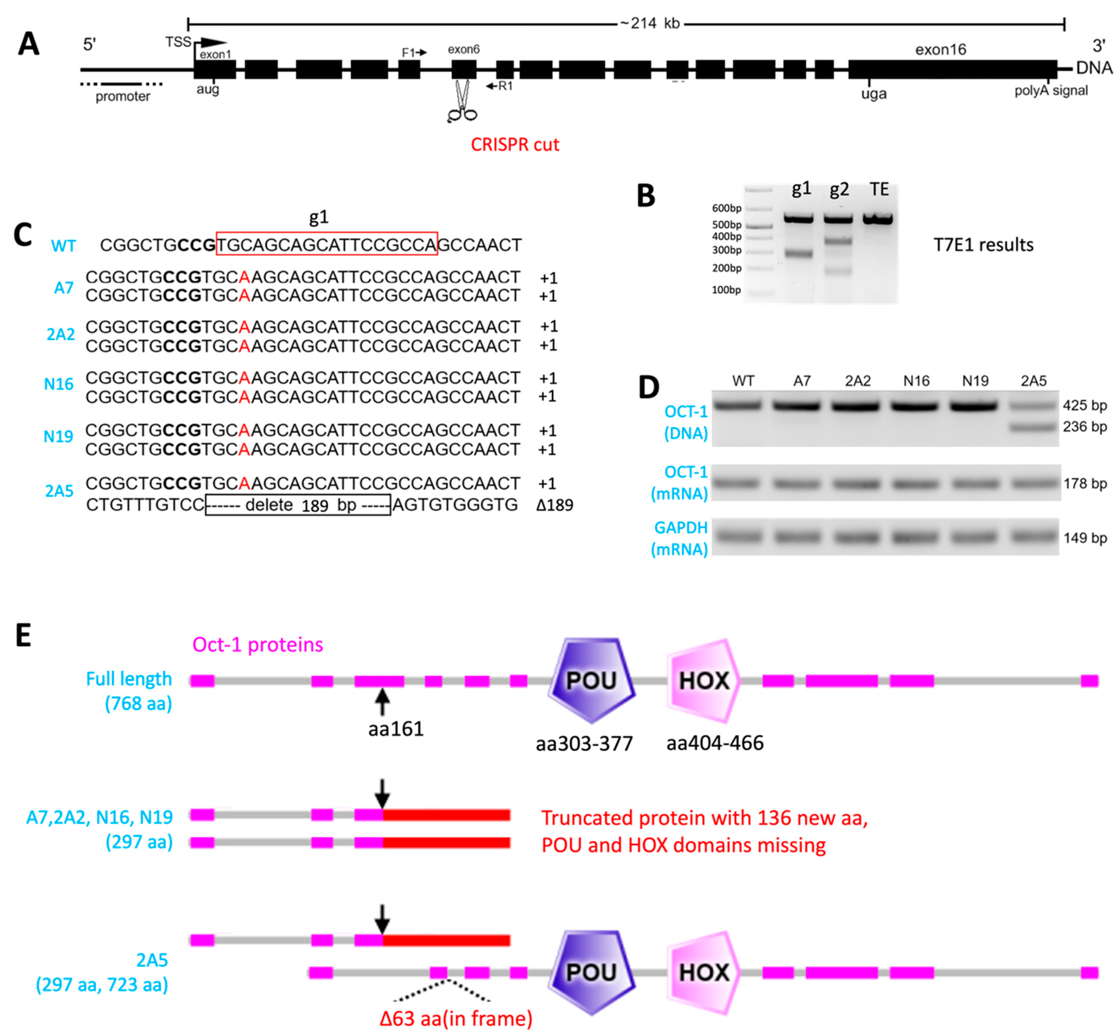 Viruses 16 01549 g001