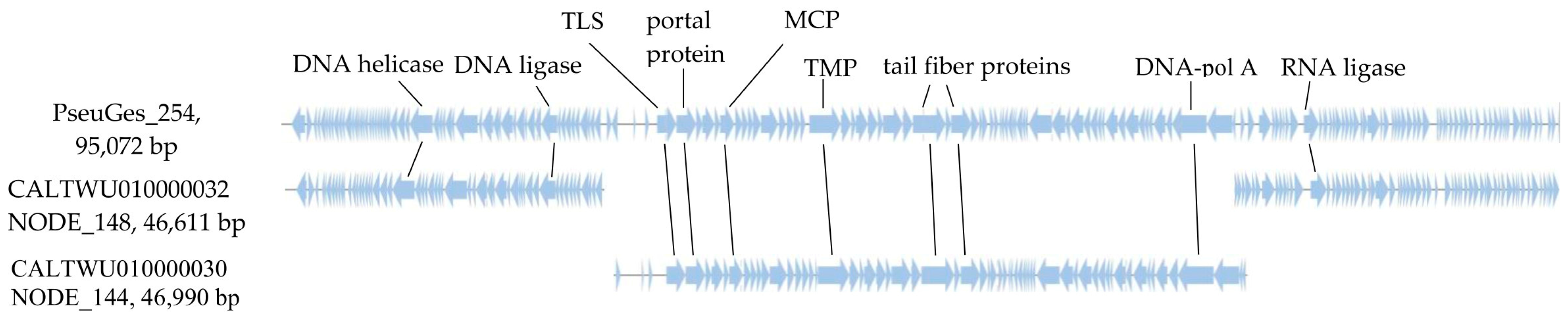 Viruses 16 01561 g005