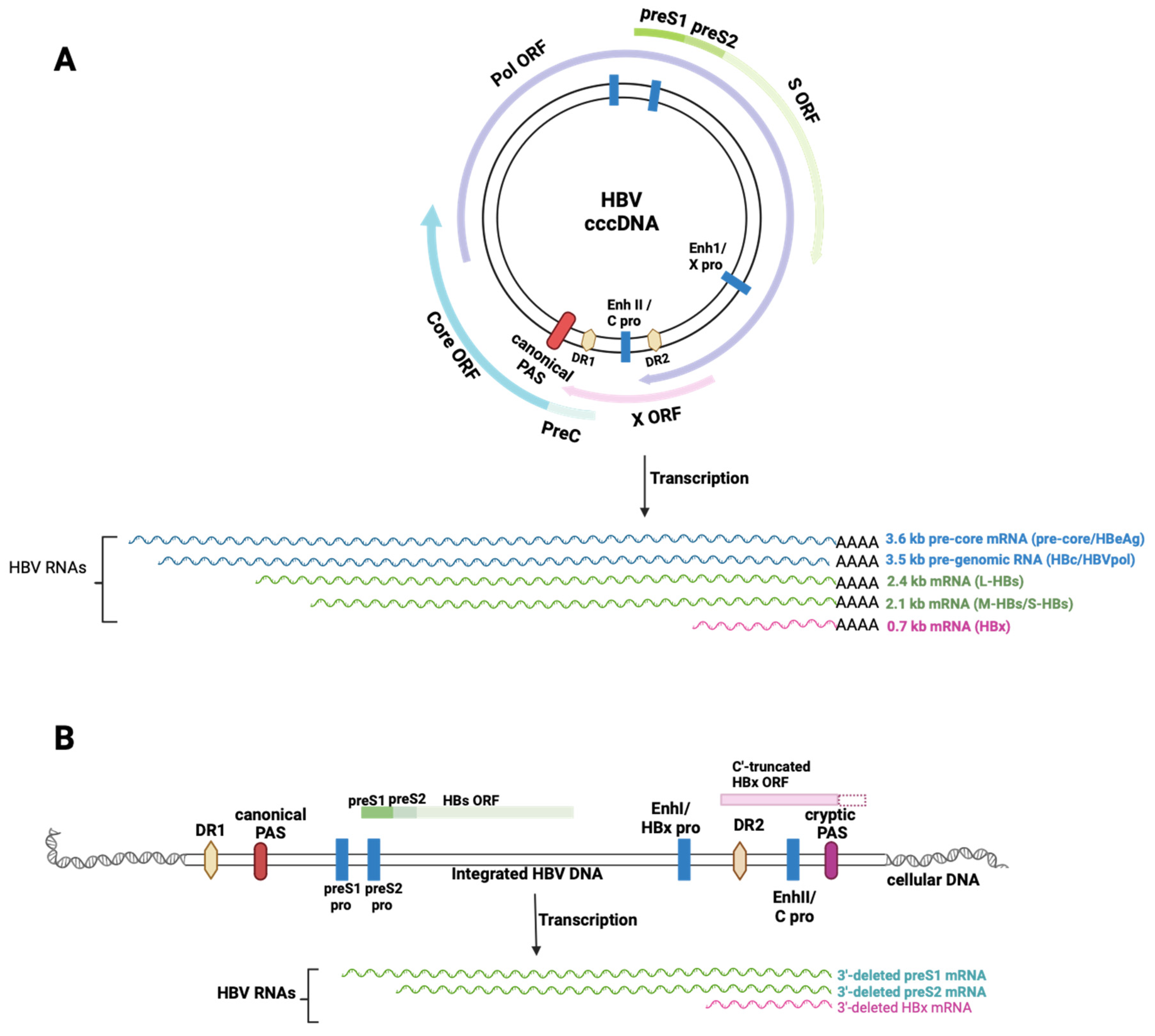 Viruses 16 01565 g001