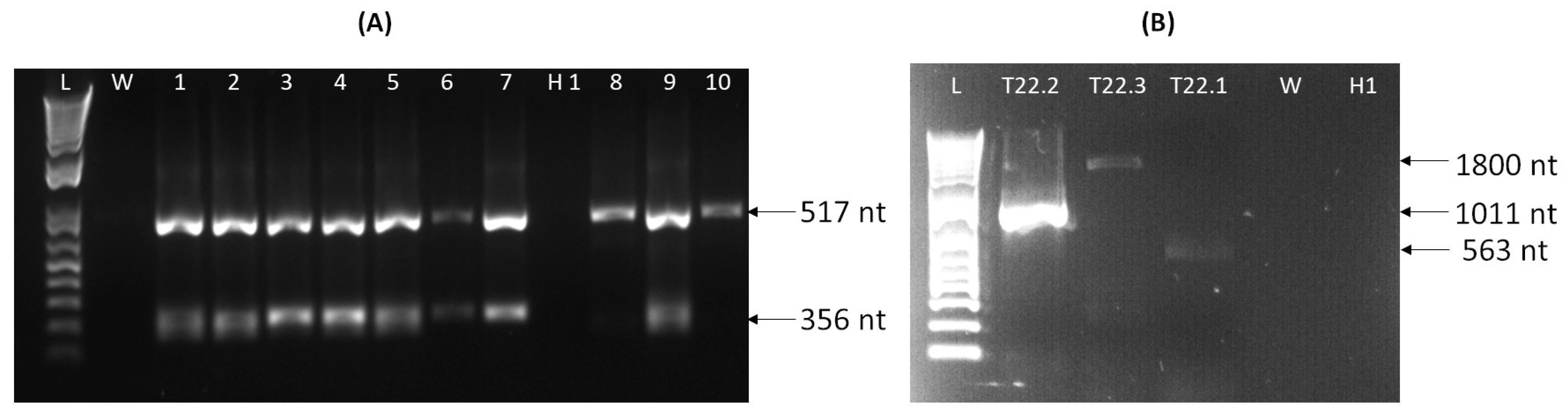 Viruses 16 01572 g002