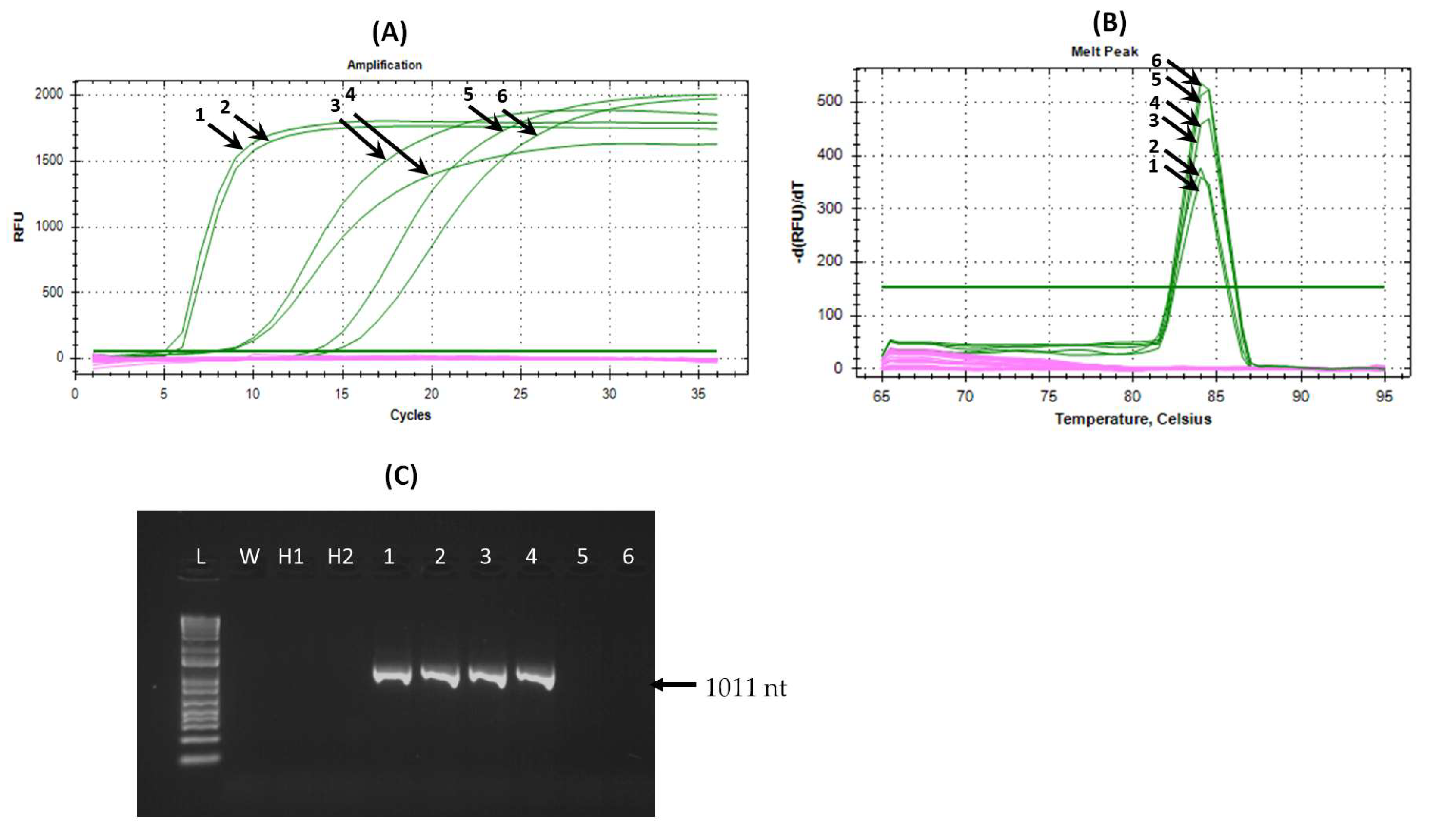 Viruses 16 01572 g006