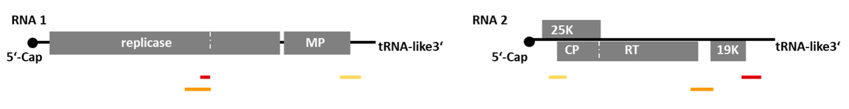 Viruses 16 01579 g002