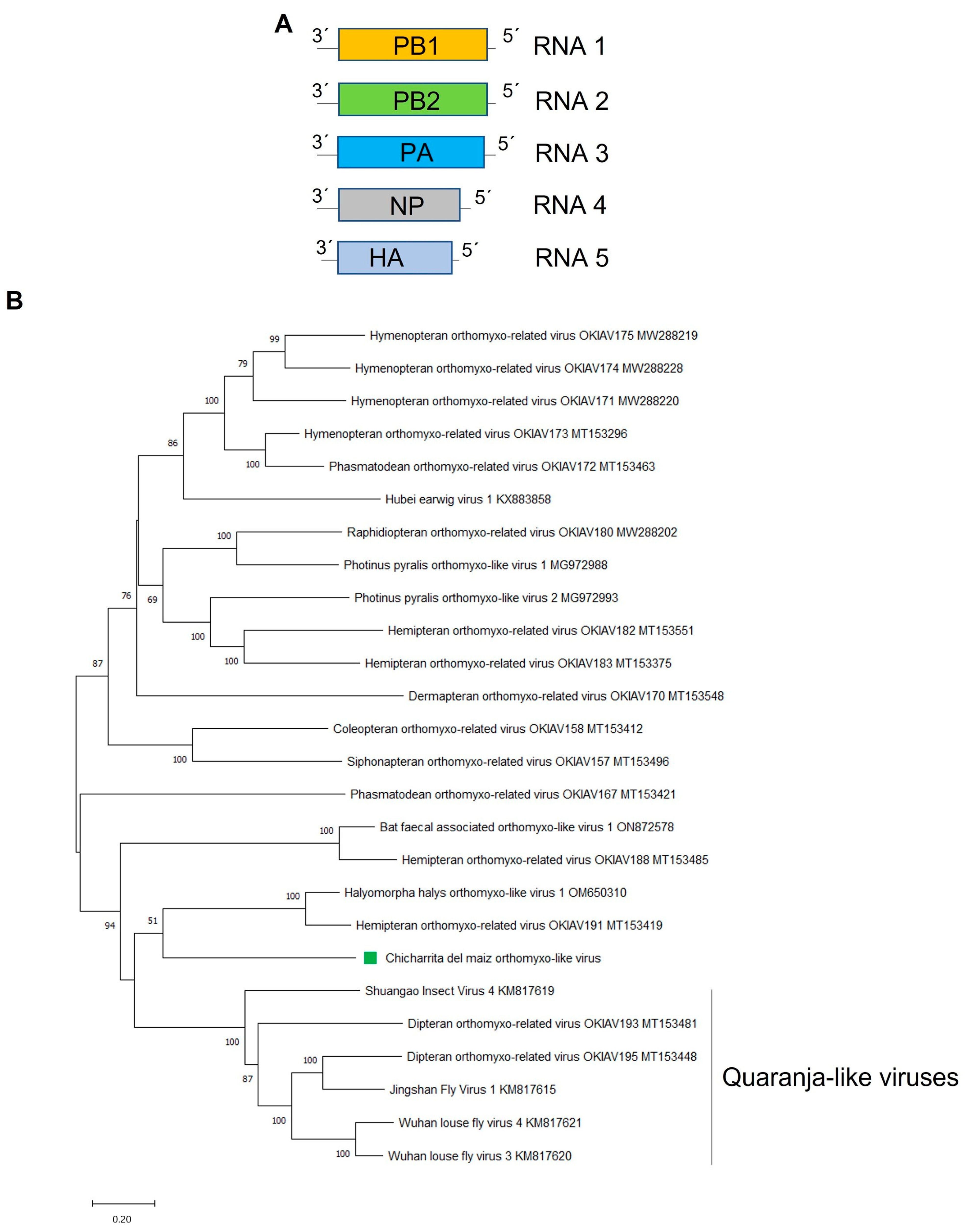 Viruses 16 01583 g004