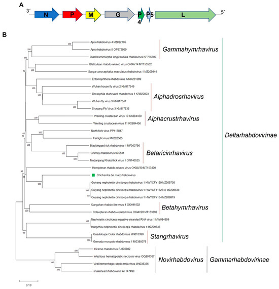 Insights into the RNA Virome of the Corn Leafhopper Dalbulus