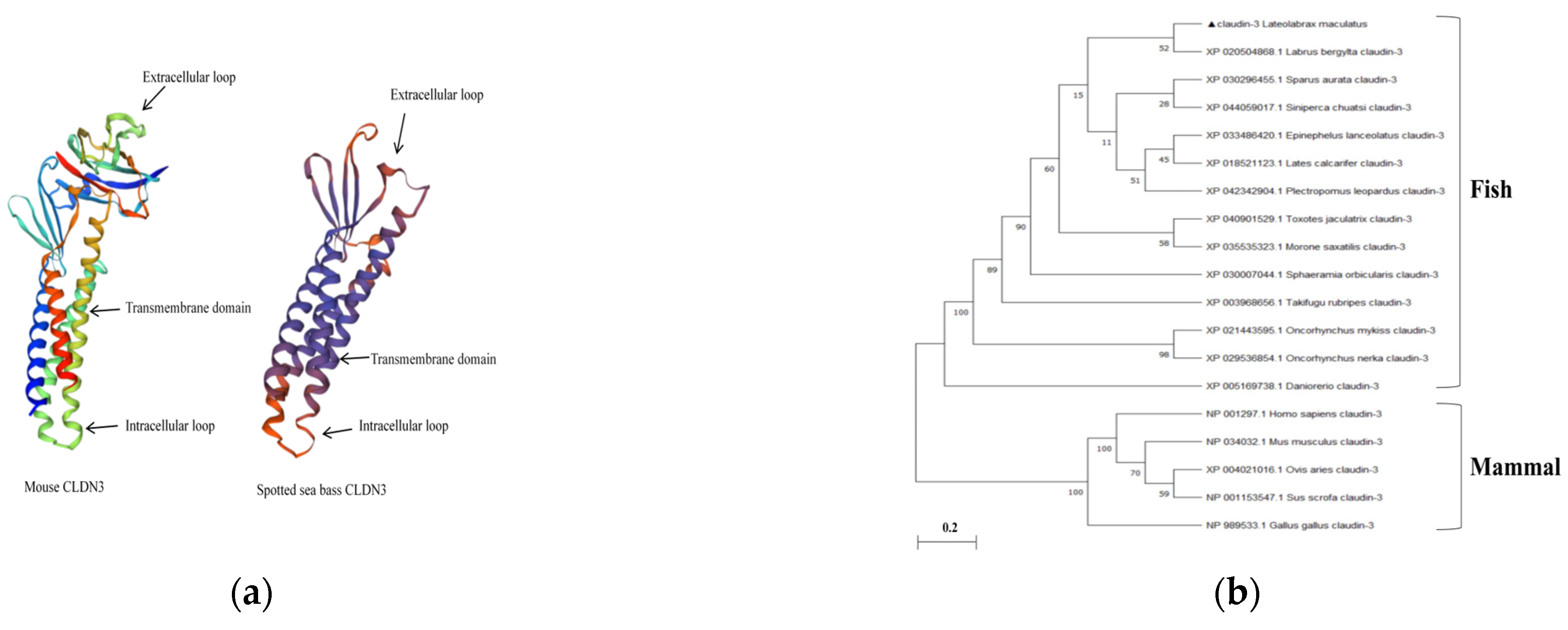 Viruses 16 01589 g001