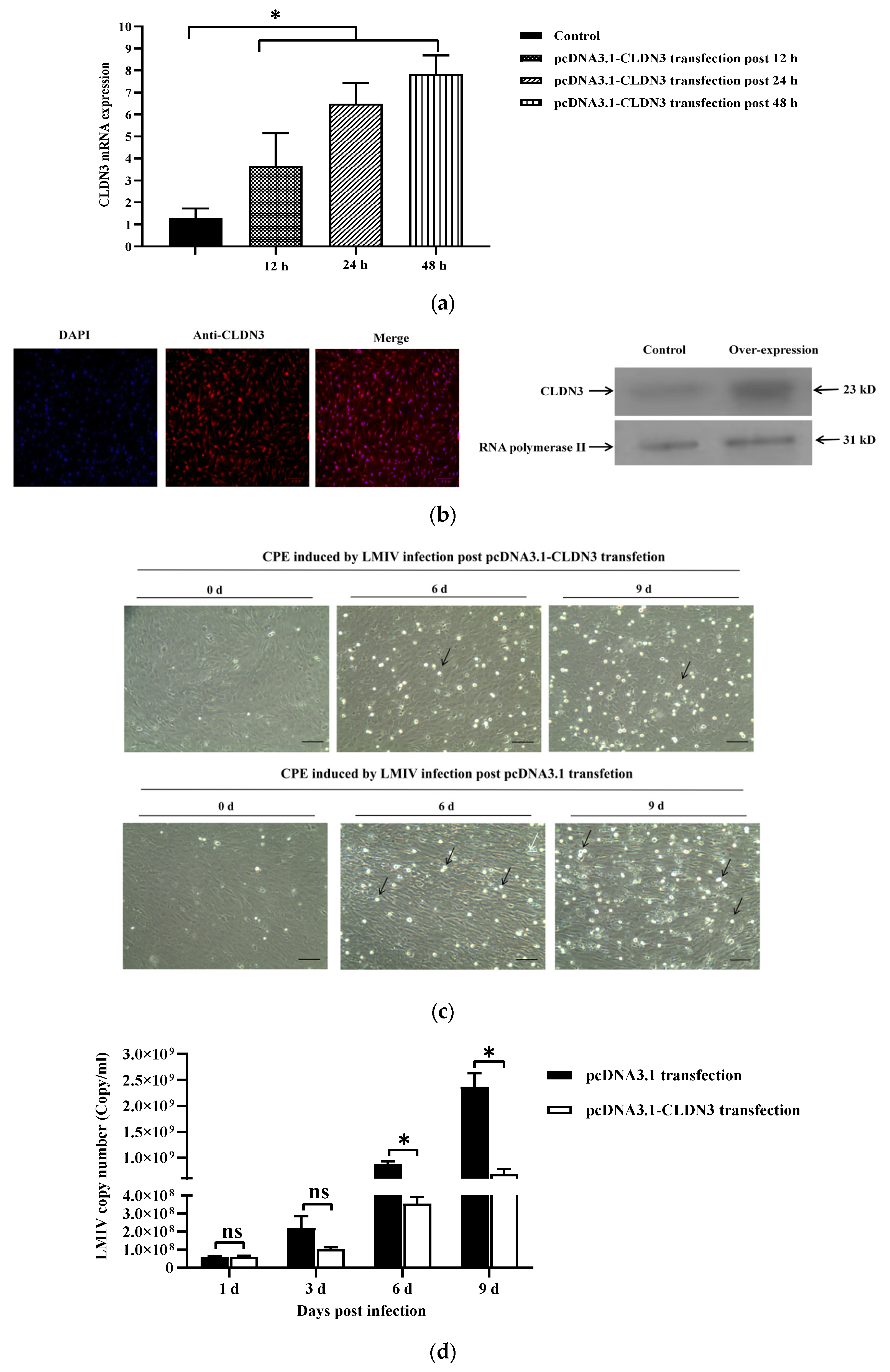 Viruses 16 01589 g003