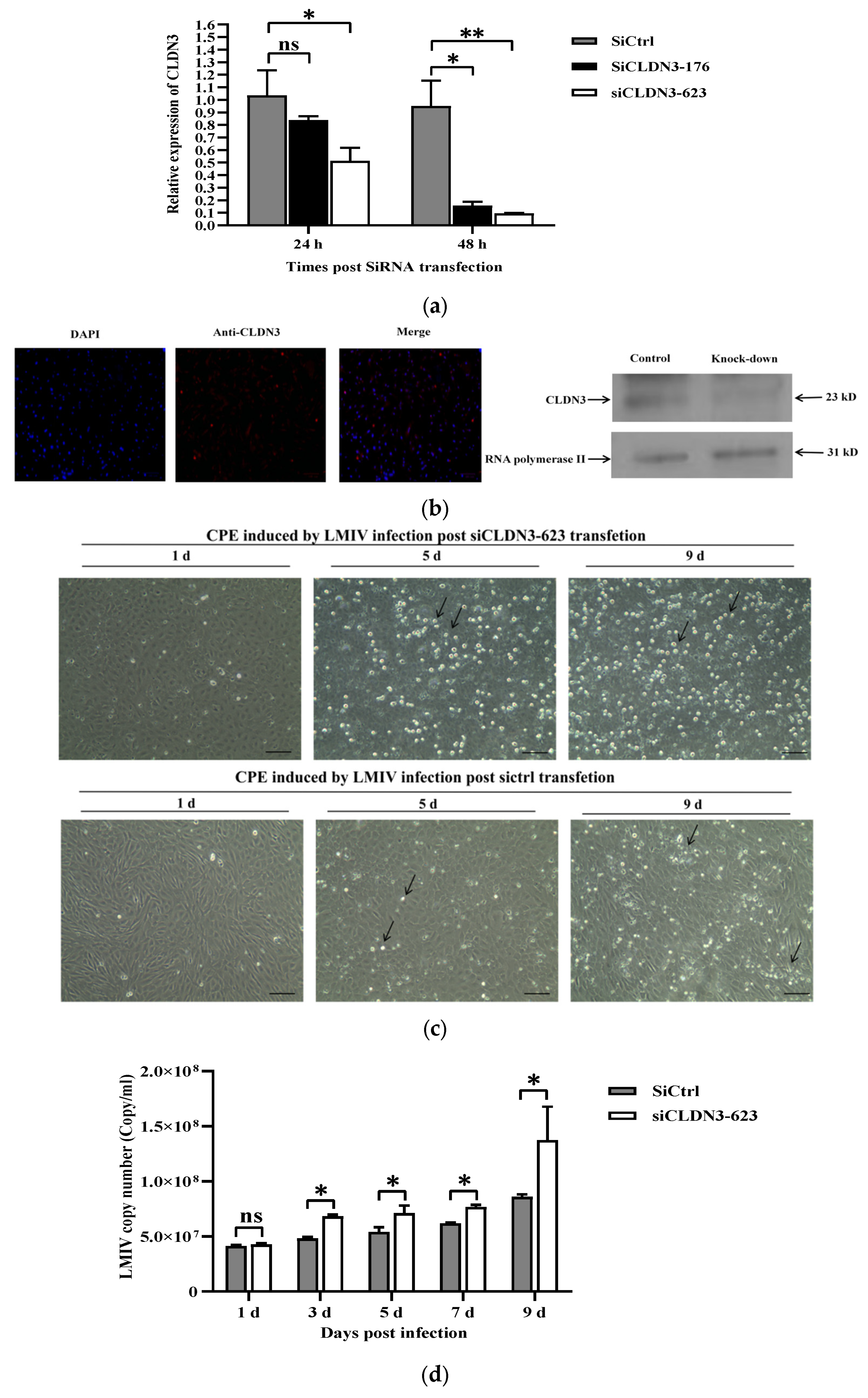 Viruses 16 01589 g004