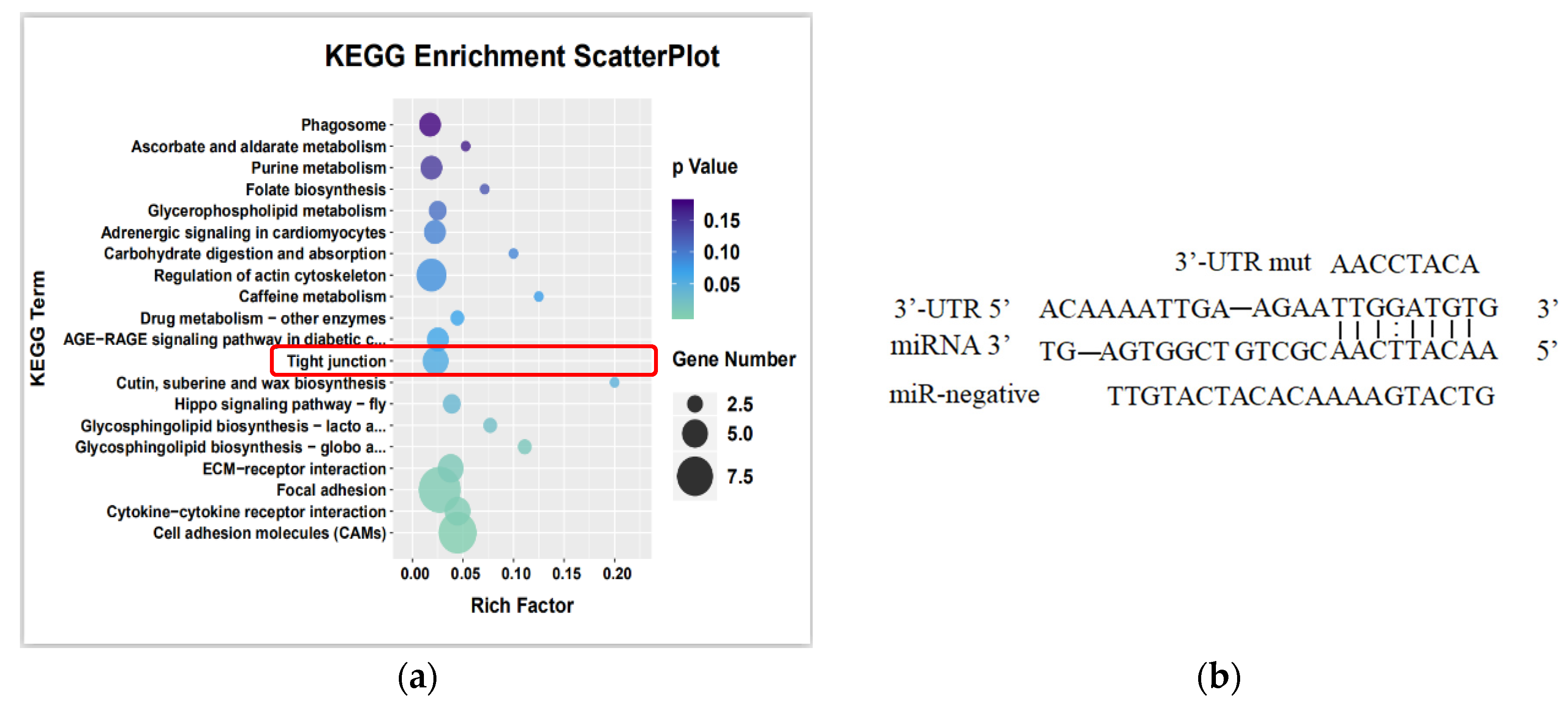 Viruses 16 01589 g006