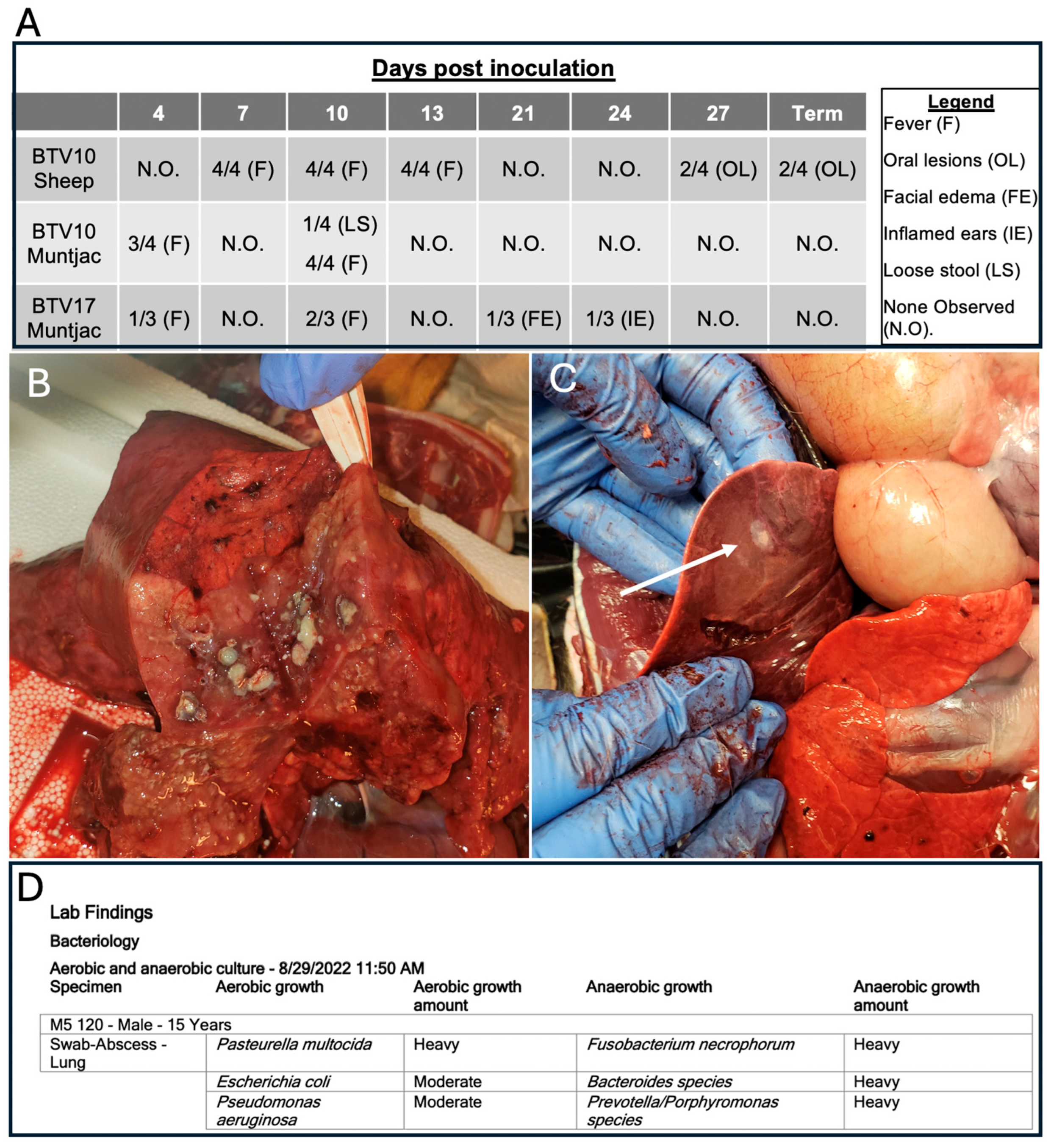 Viruses 16 01593 g004