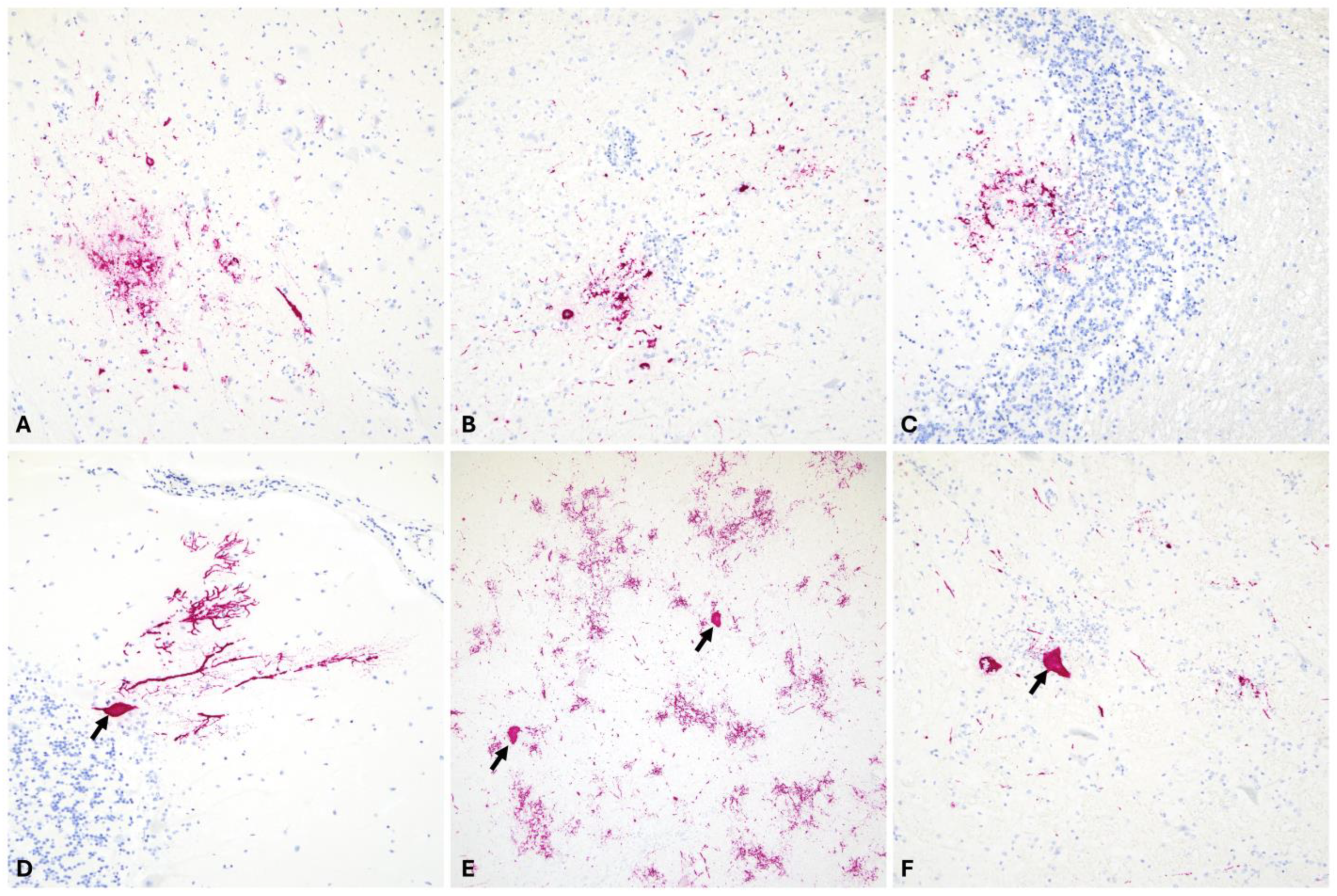Viruses 16 01594 g005