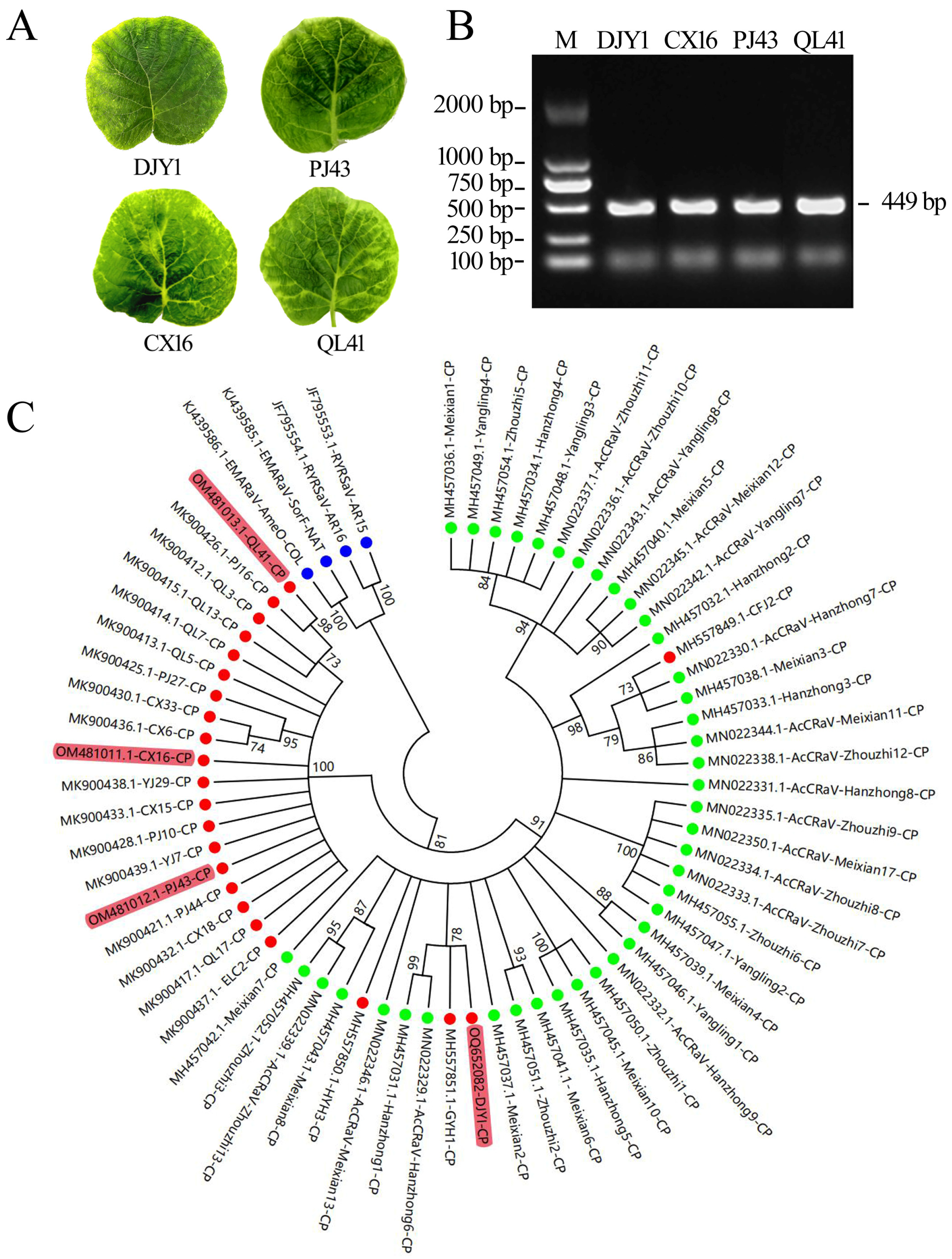 Viruses 16 01600 g001