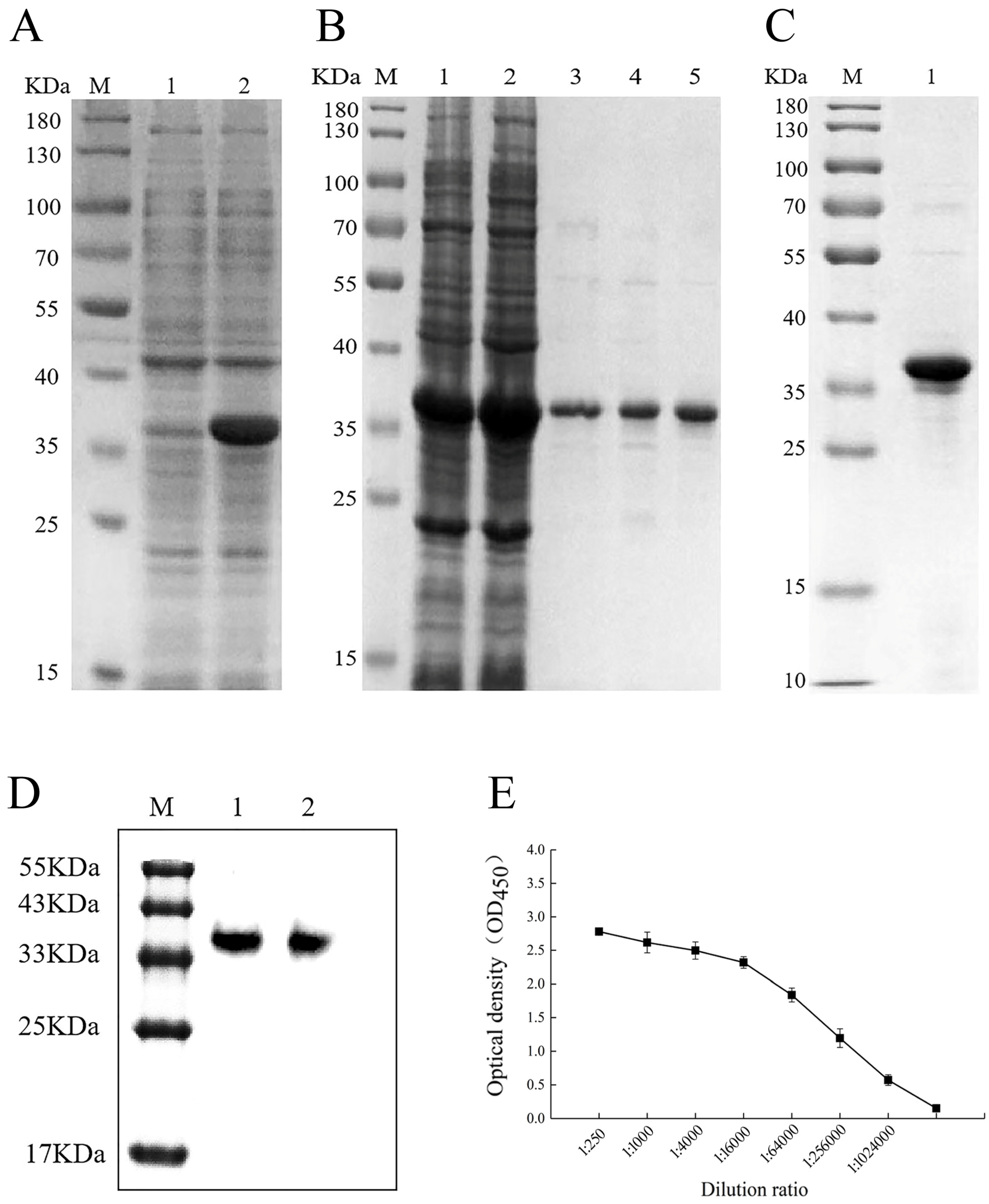 Viruses 16 01600 g003