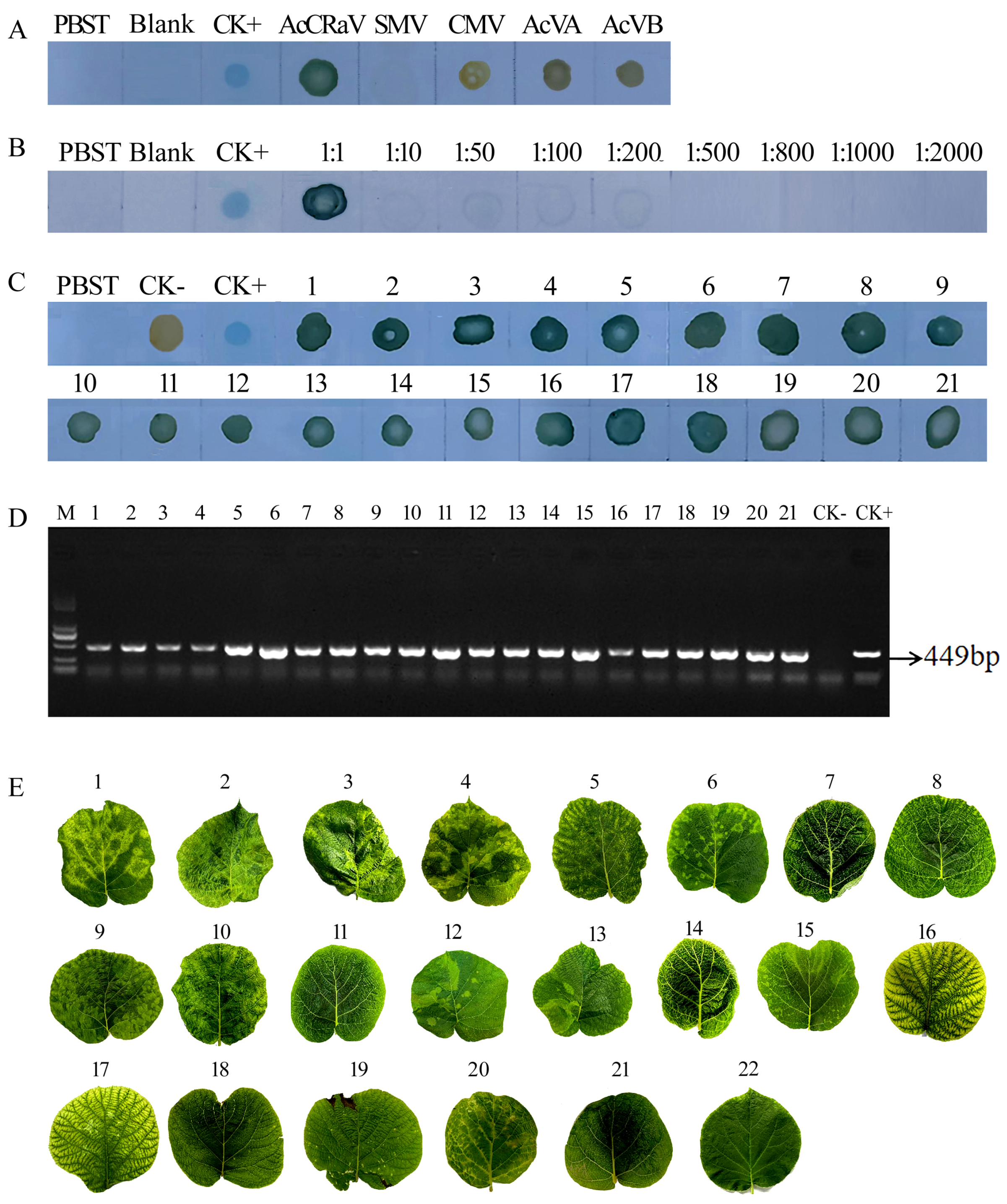 Viruses 16 01600 g005