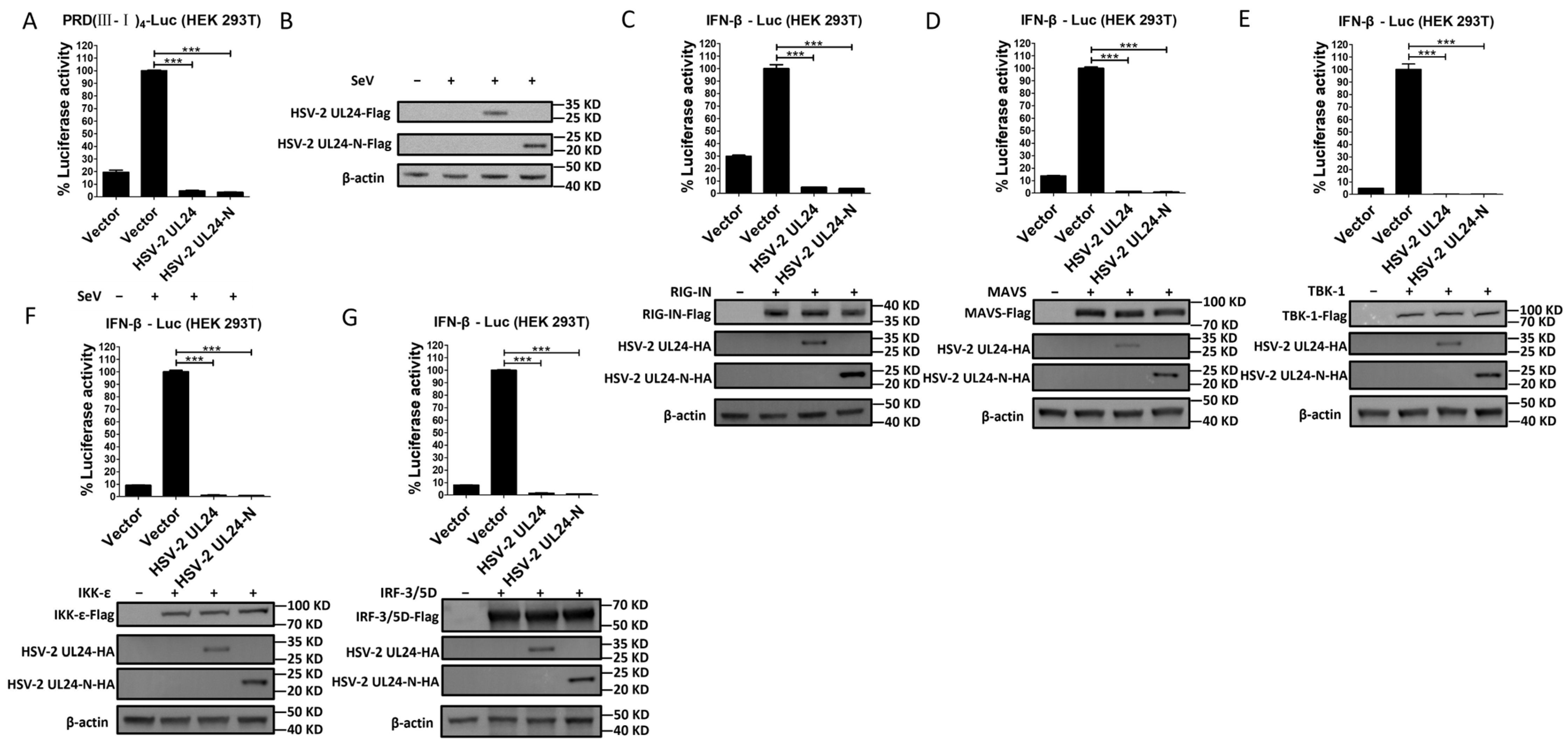 Viruses 16 01601 g004