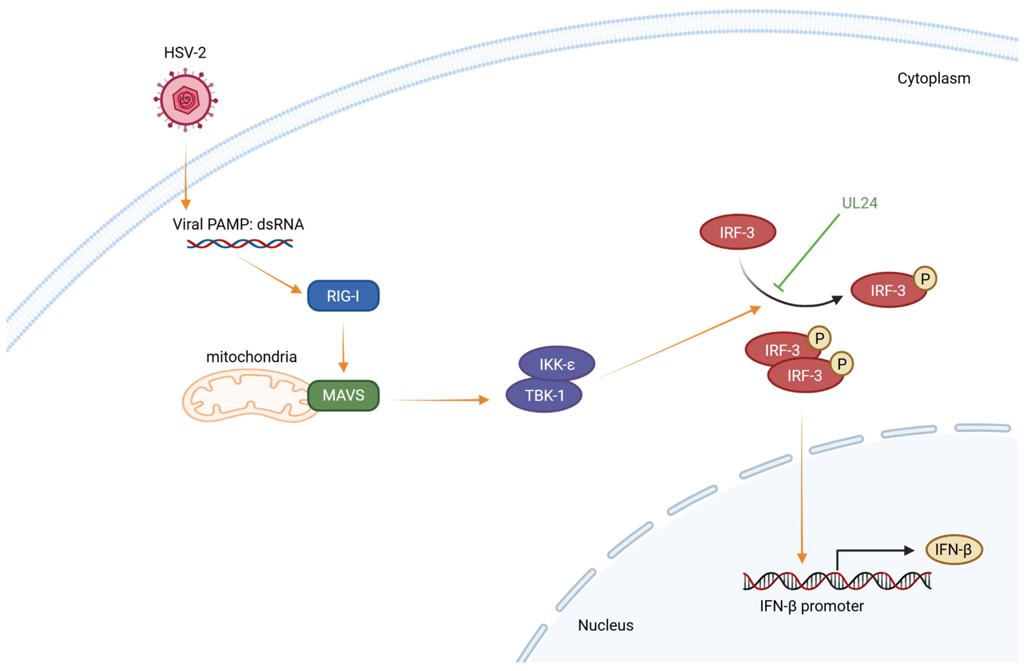 Viruses 16 01601 g006