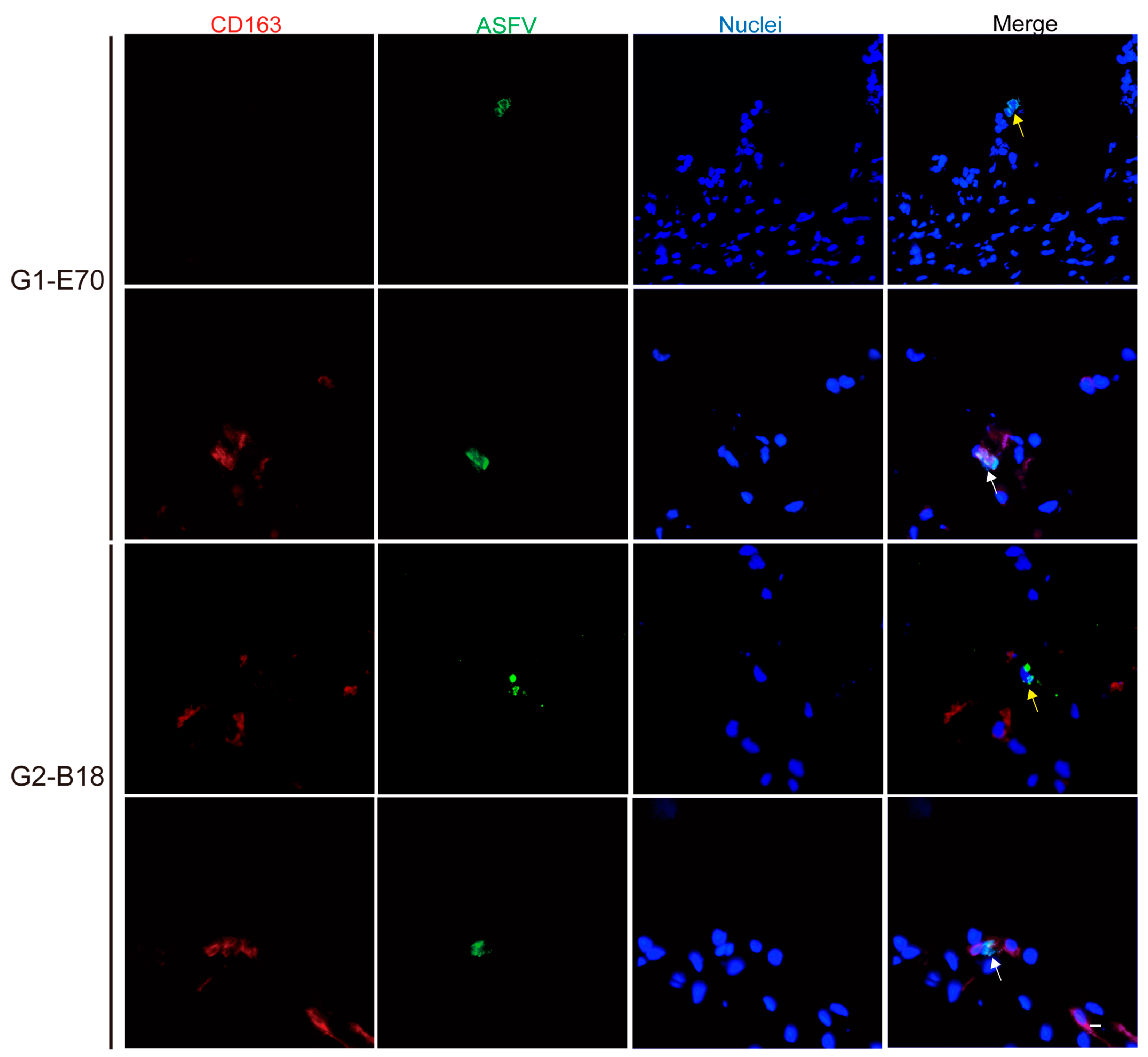 Viruses 16 01602 g006