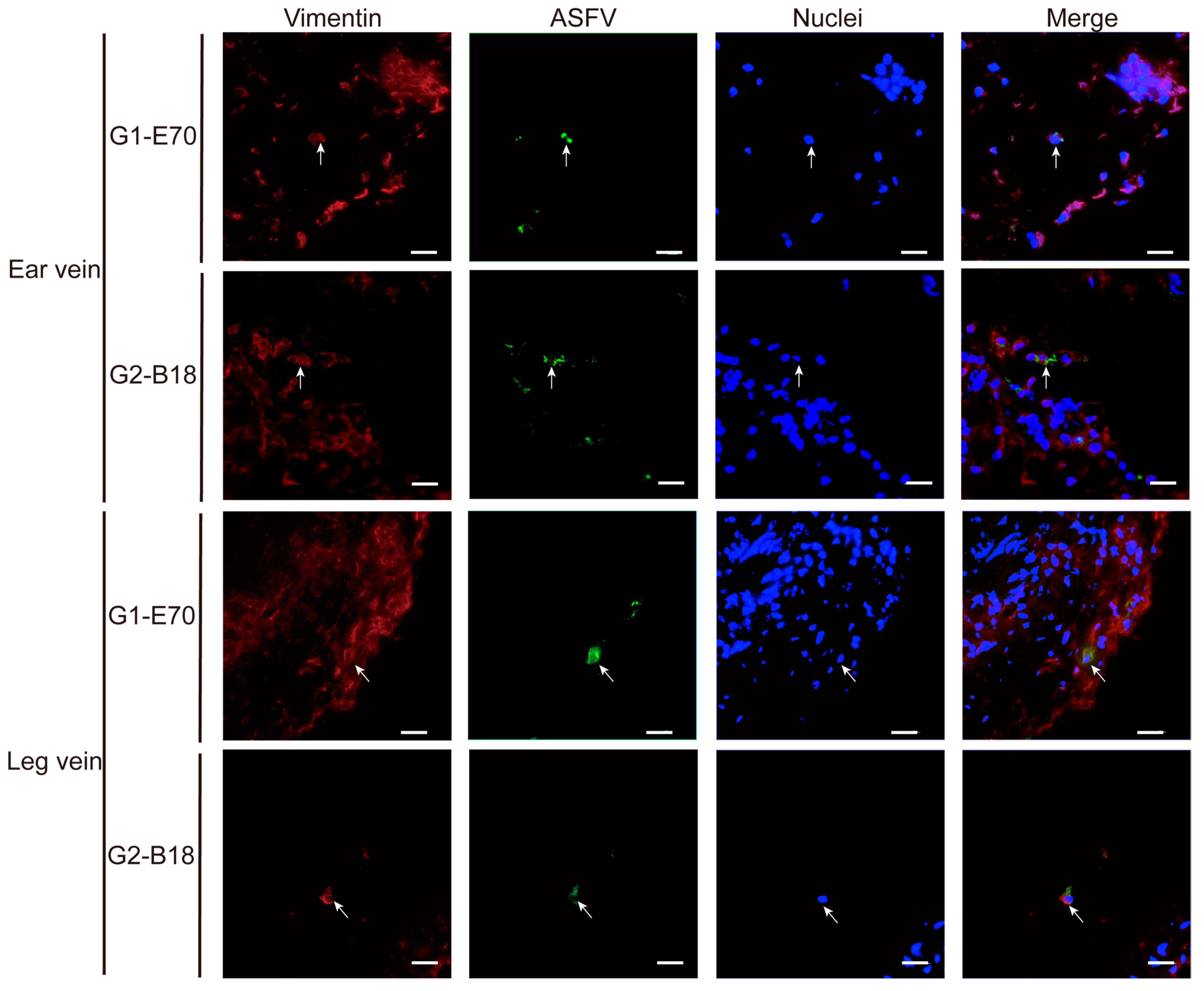 Viruses 16 01602 g009
