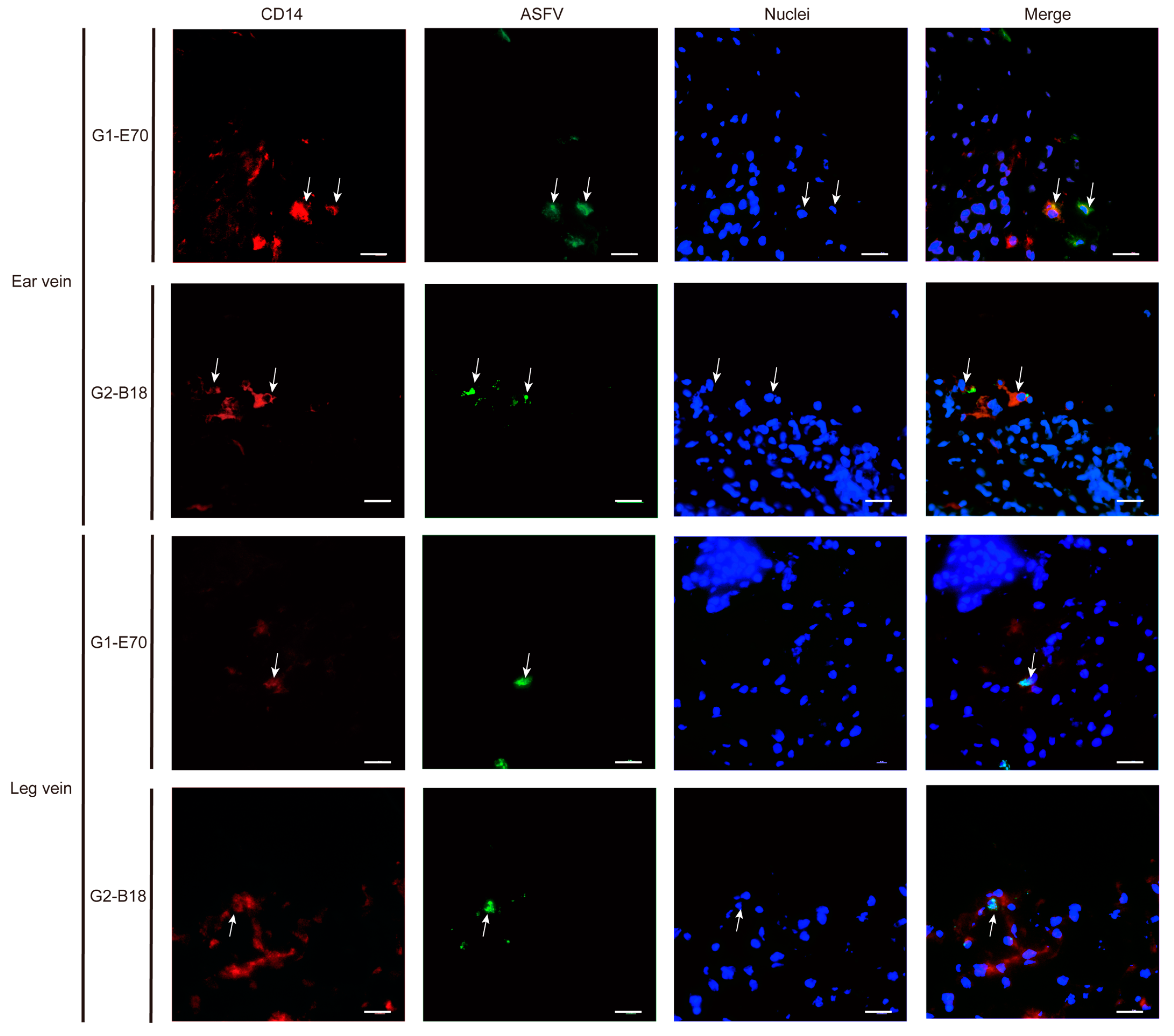 Viruses 16 01602 g010