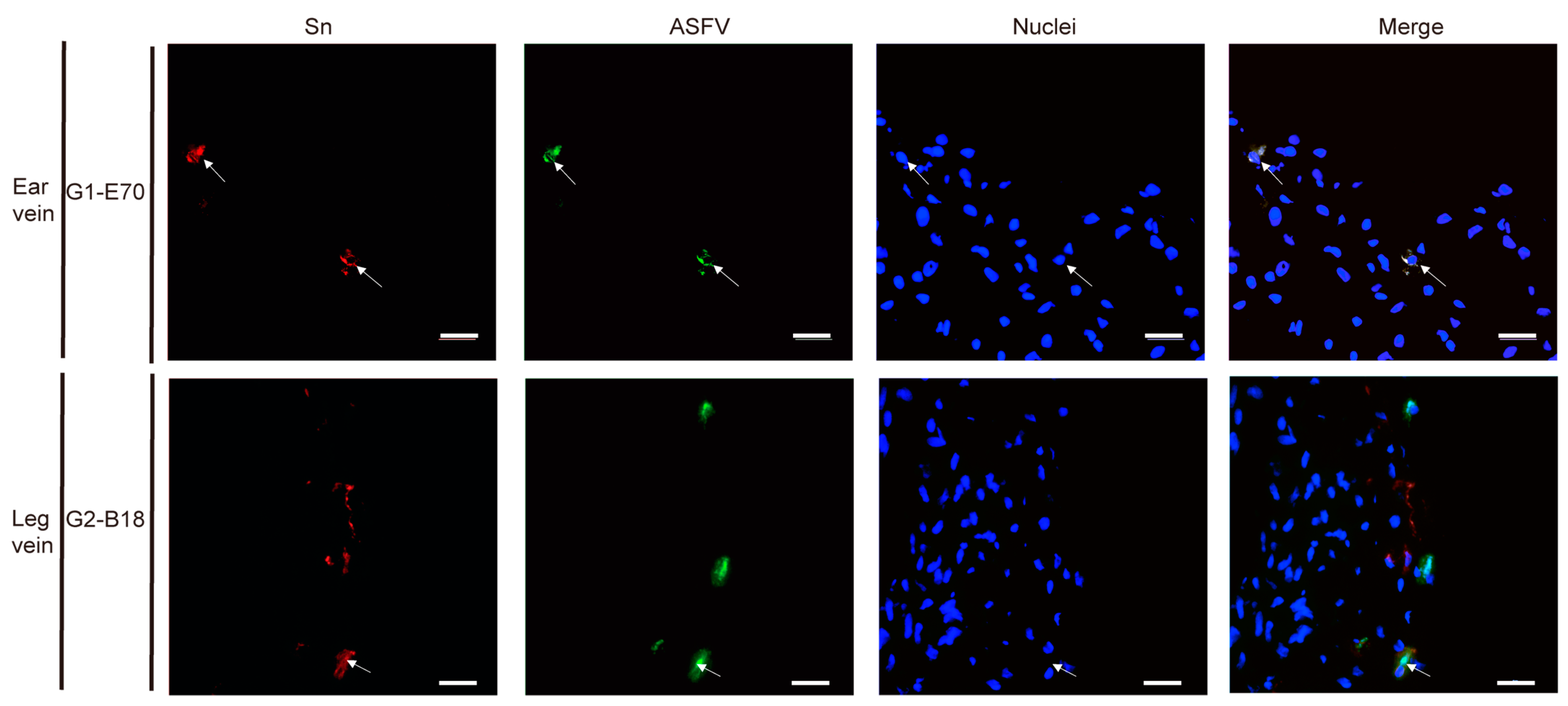 Viruses 16 01602 g011