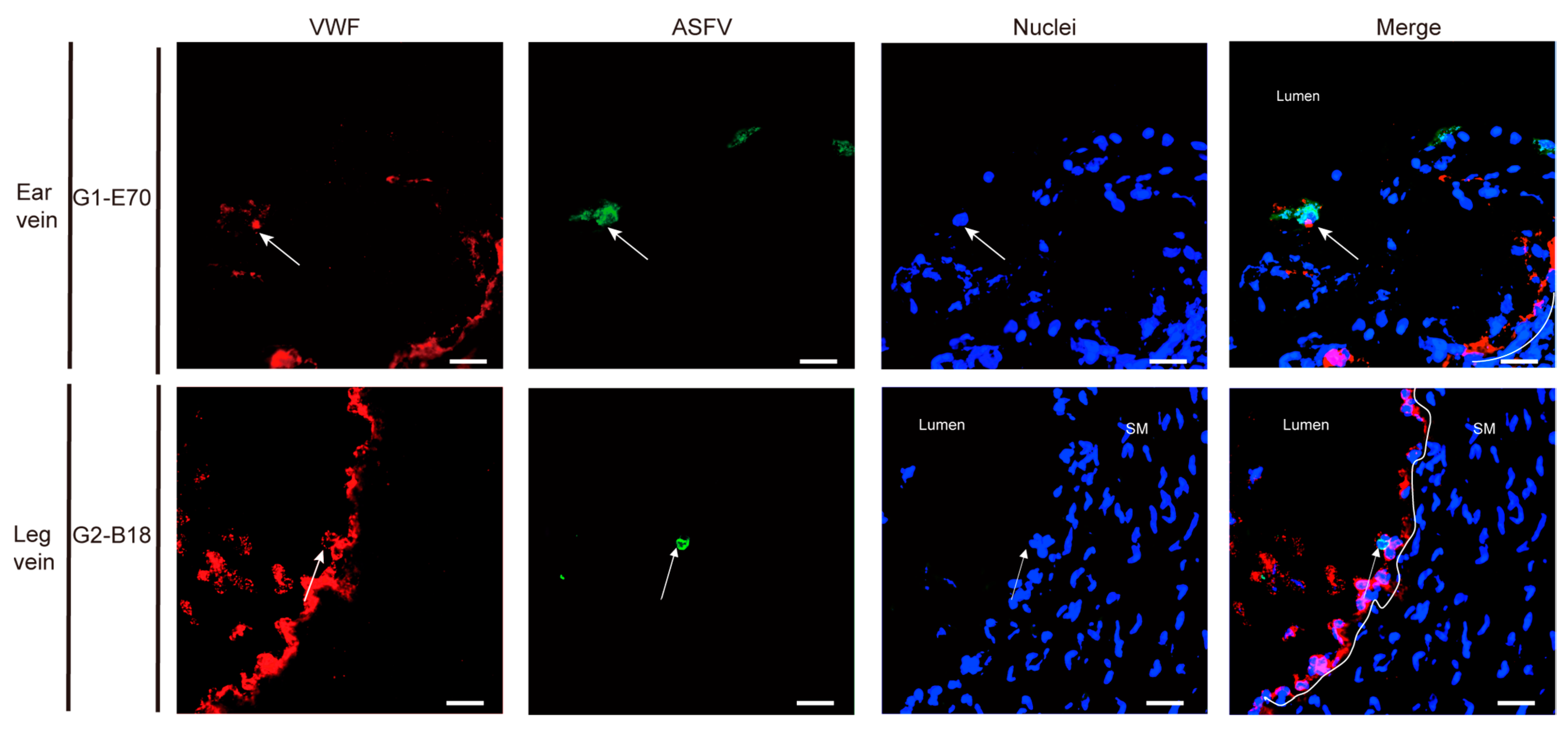 Viruses 16 01602 g012