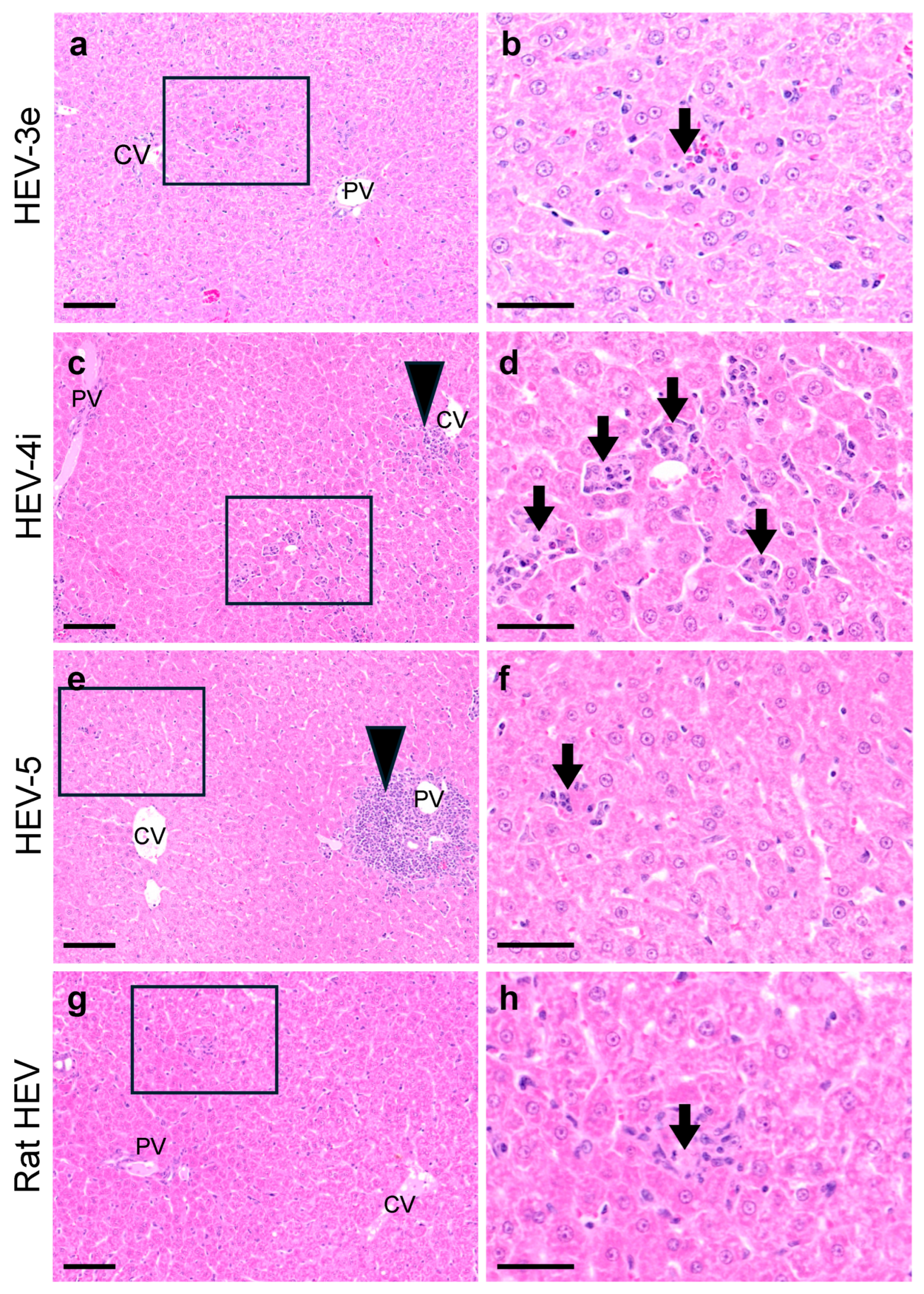 Viruses 16 01605 g003