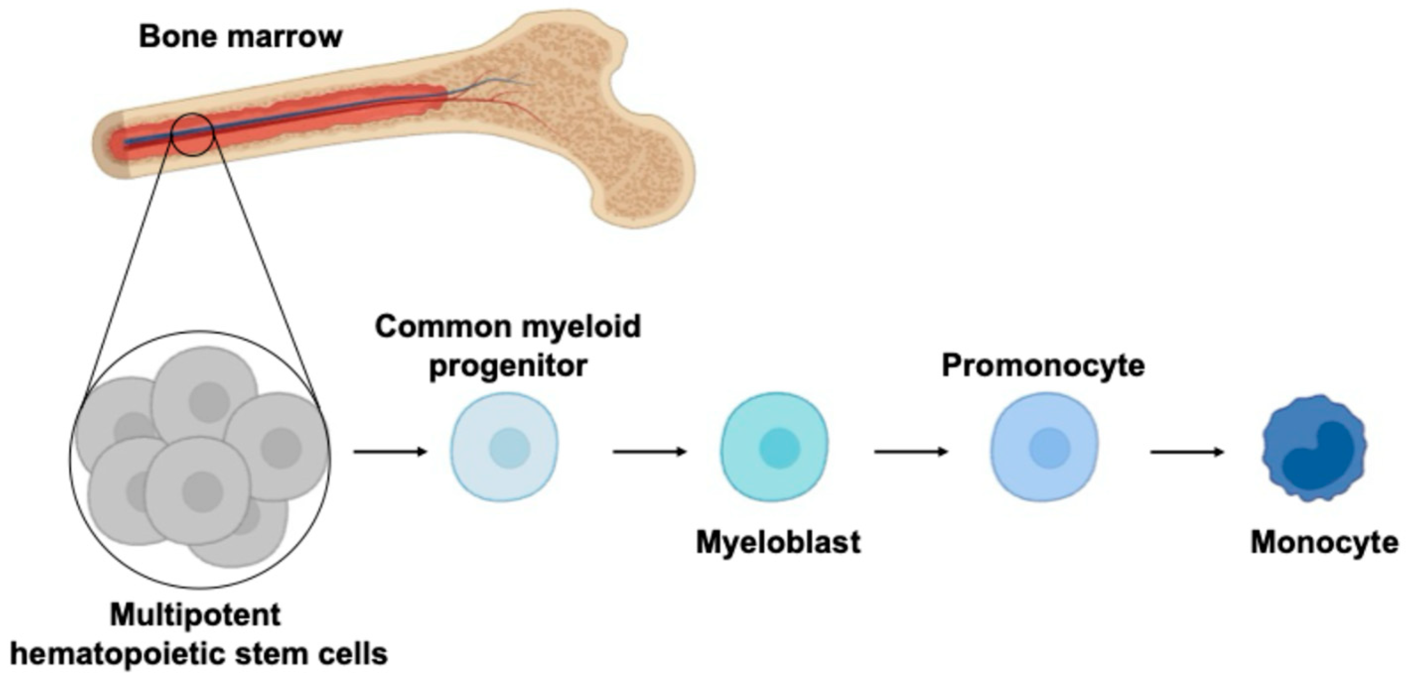 Viruses 16 01612 g001 Viruses 16 01612 g001