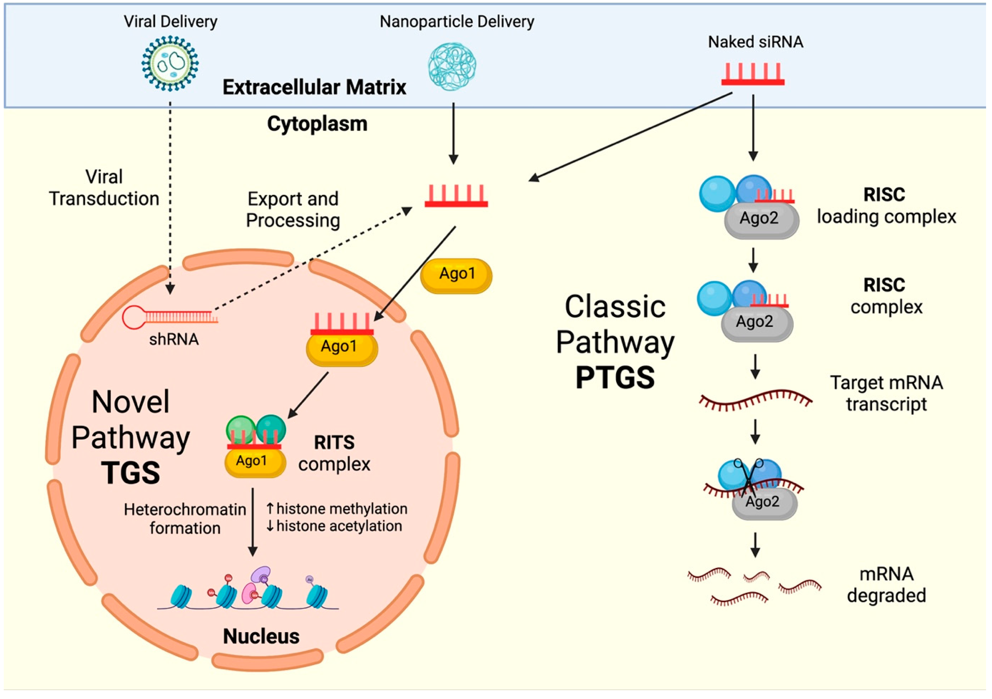Viruses 16 01616 g005 Viruses 16 01616 g005