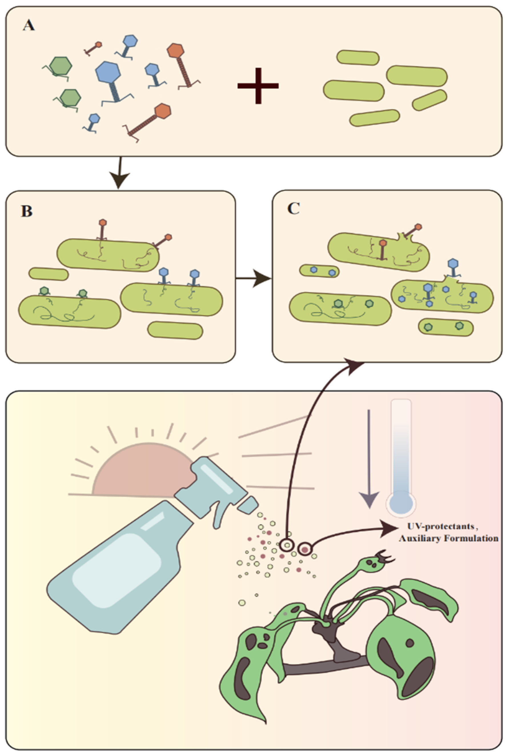 Viruses 16 01619 g003