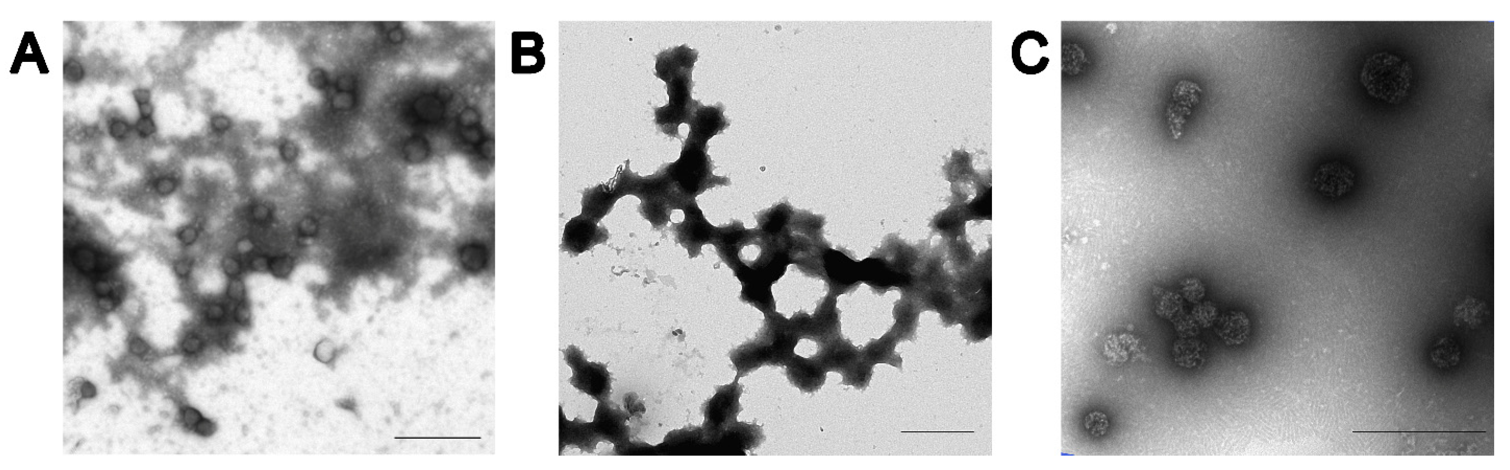 Viruses 16 01621 g001