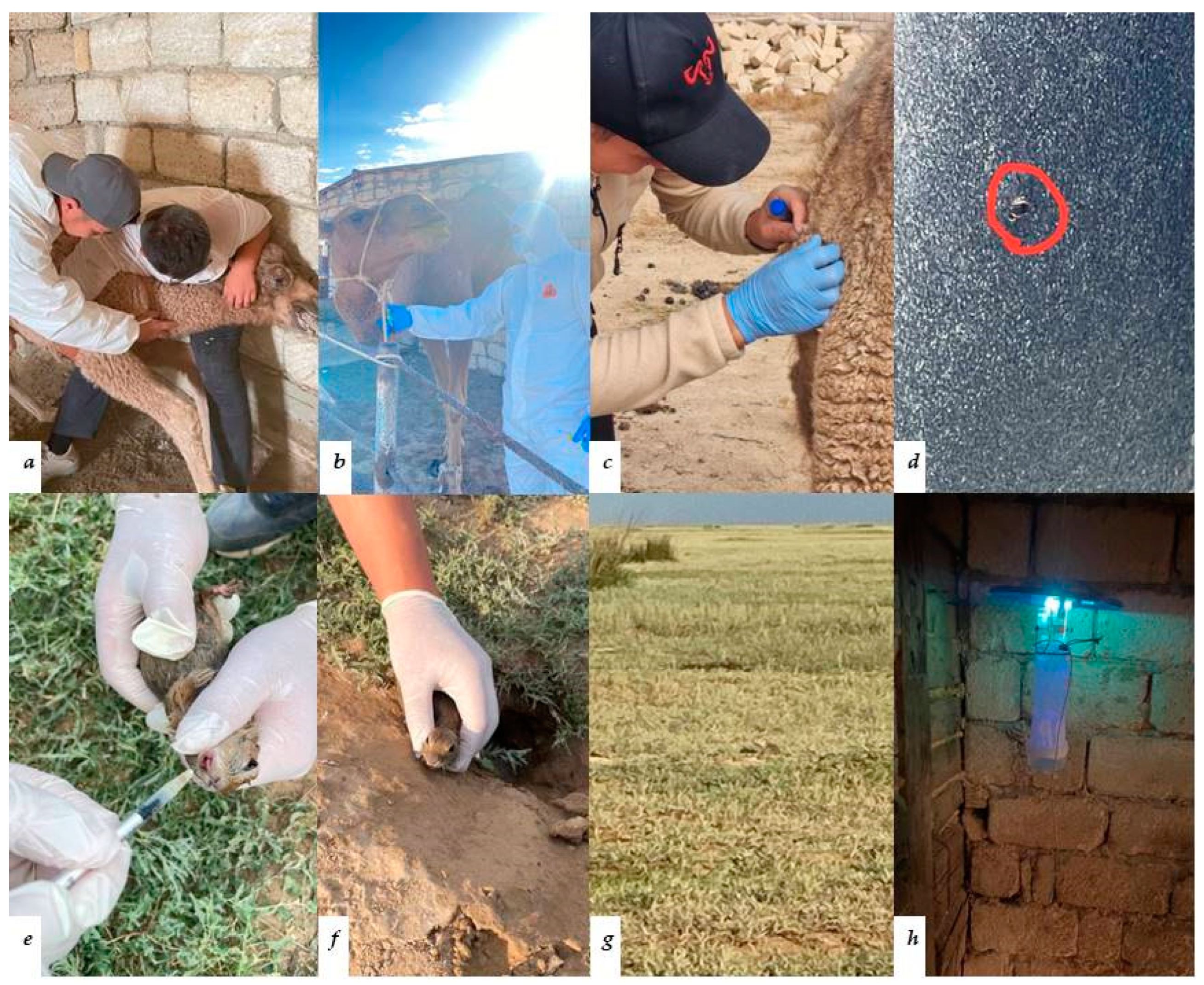 Viruses 16 01626 g002