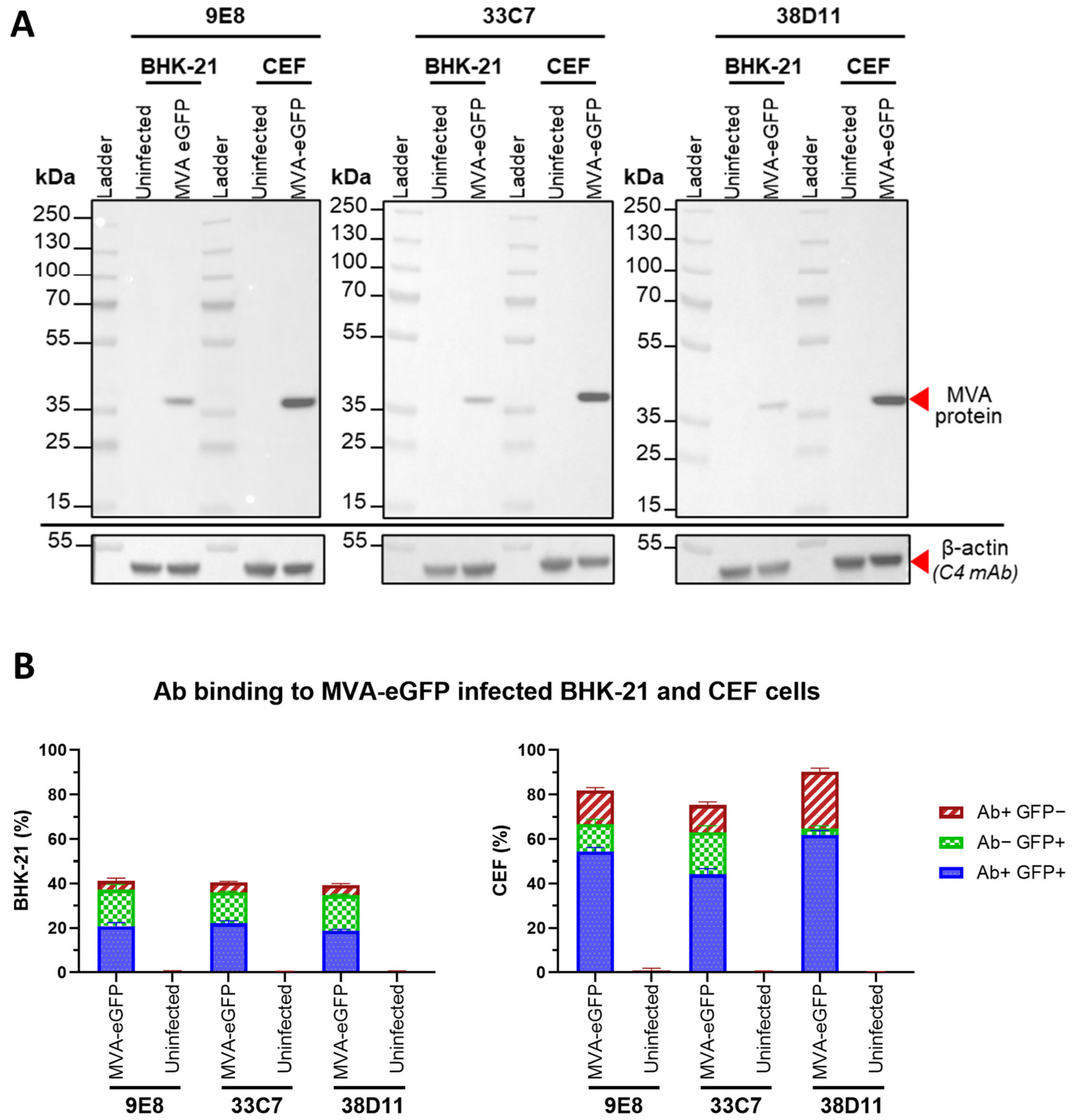 Viruses 16 01628 g002