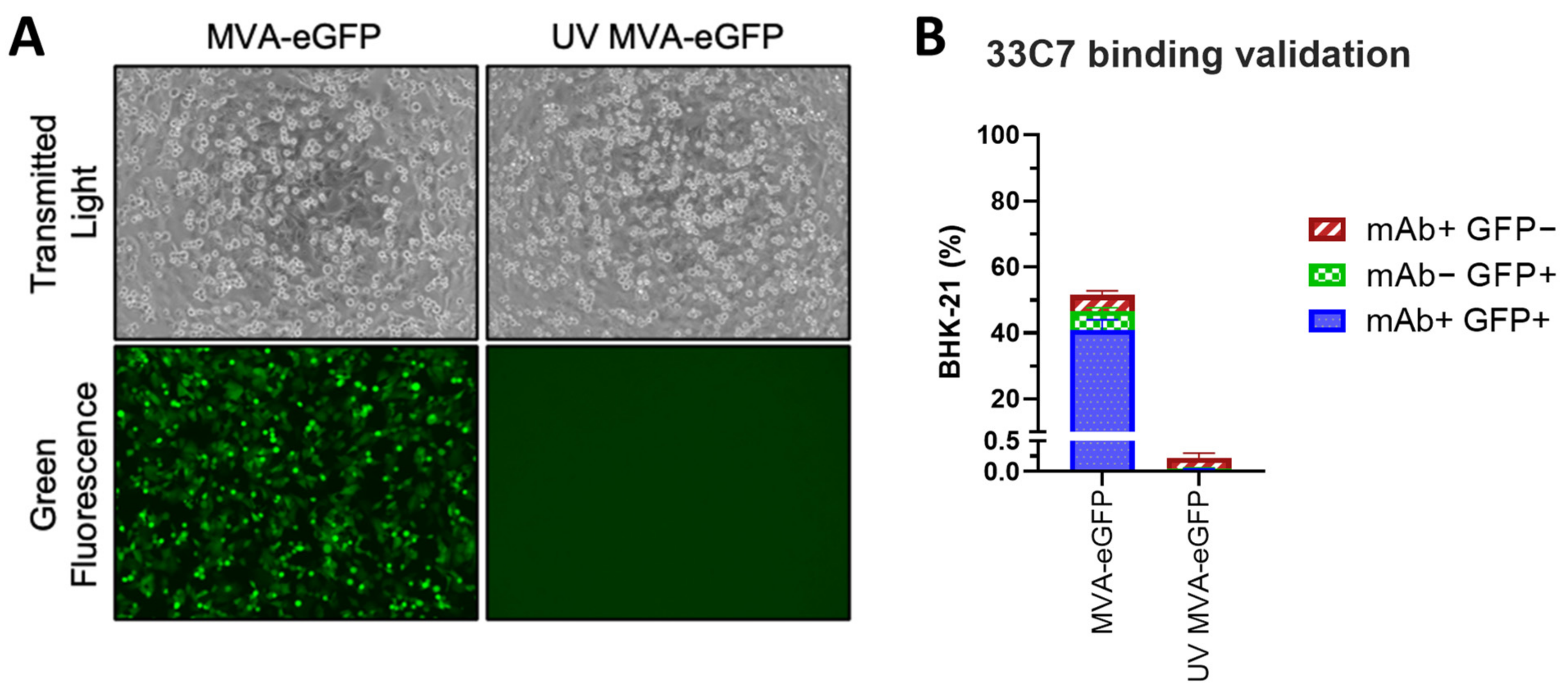 Viruses 16 01628 g005