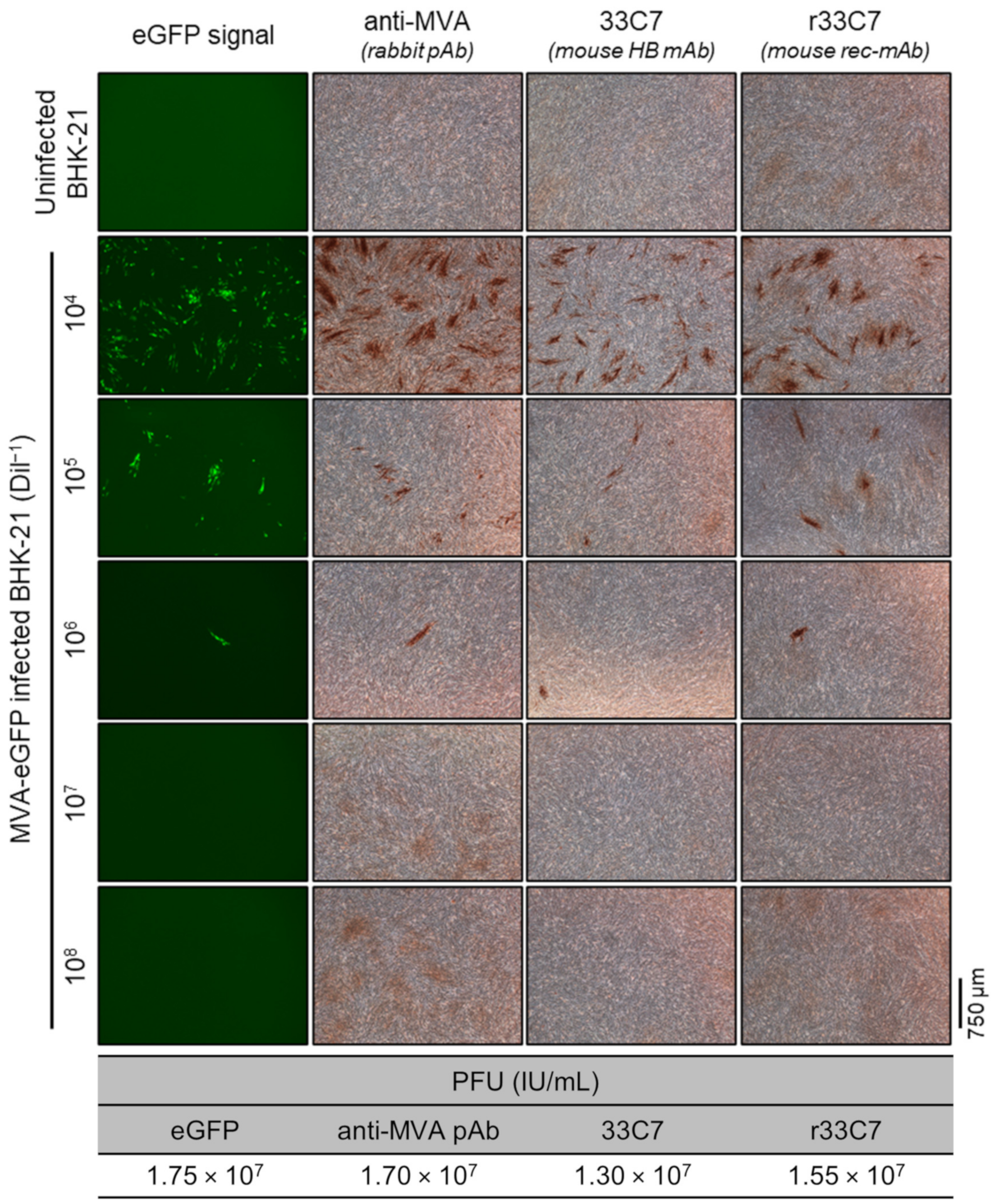 Viruses 16 01628 g007